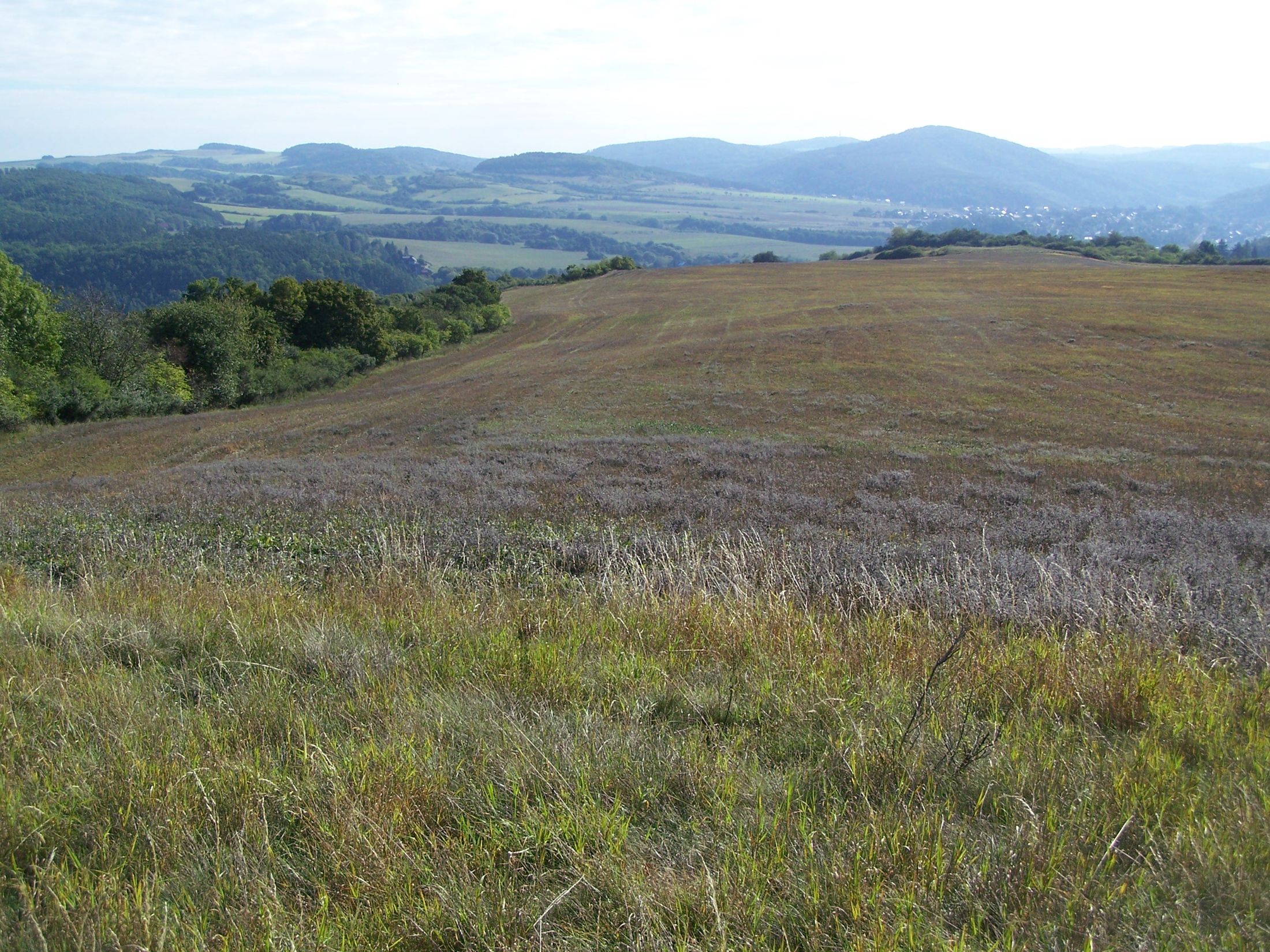 kotJIX.jpeg?fl=res,2200,2200,1