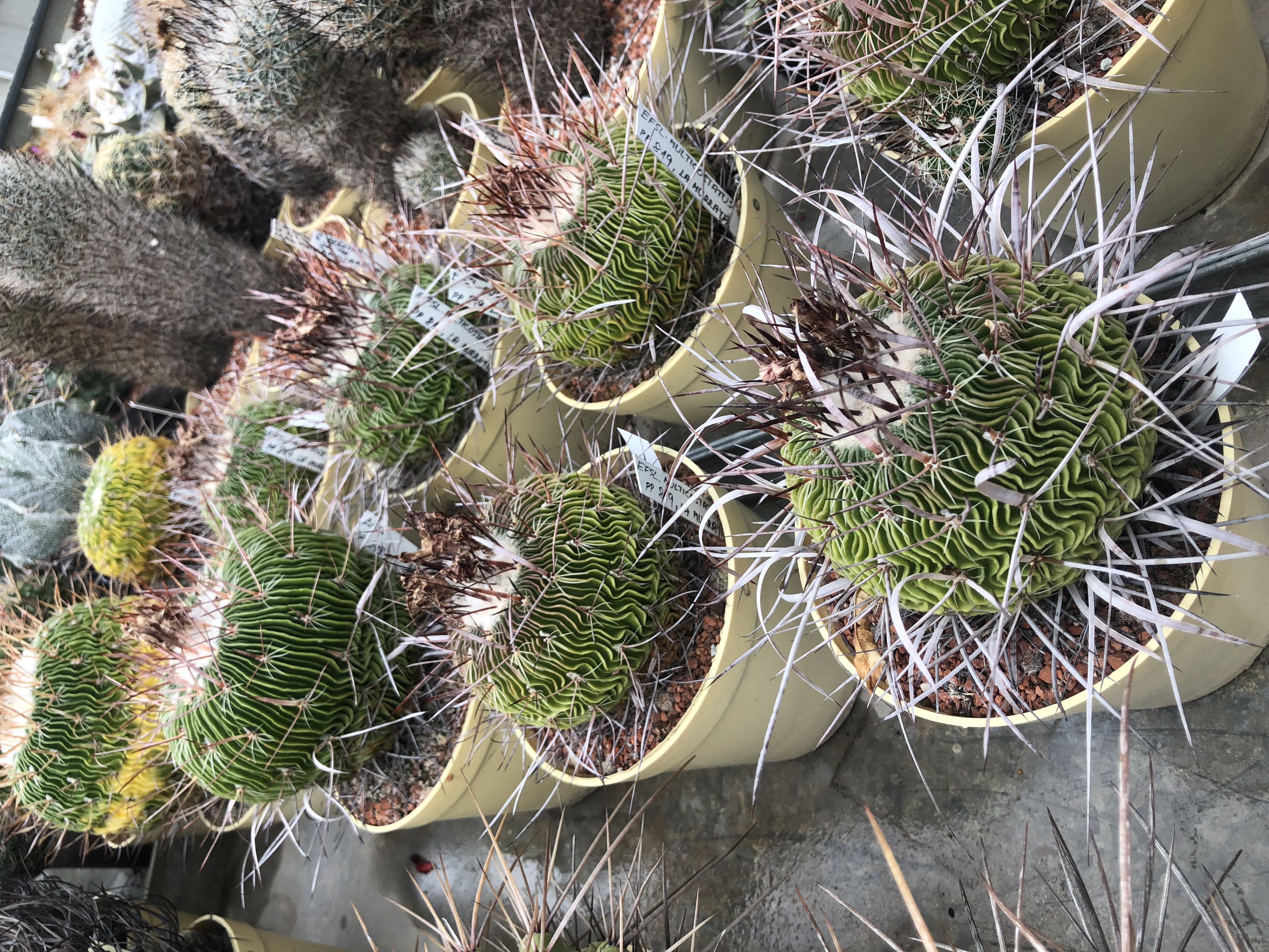 Kaktusy a sukulenty U Pavlíčků foto 5