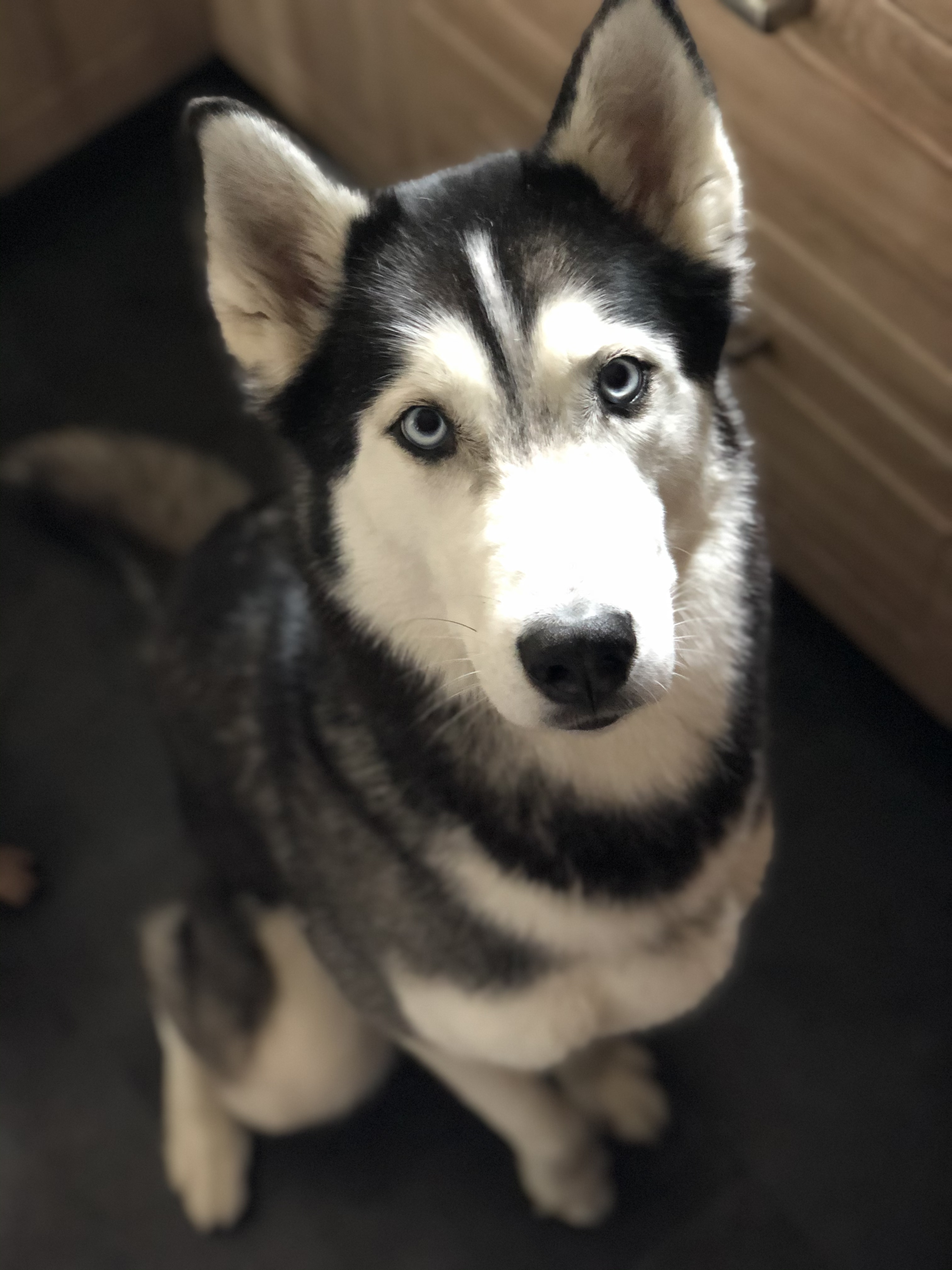 Veterinární klinika MVDr. Gebauer Marek foto 5
