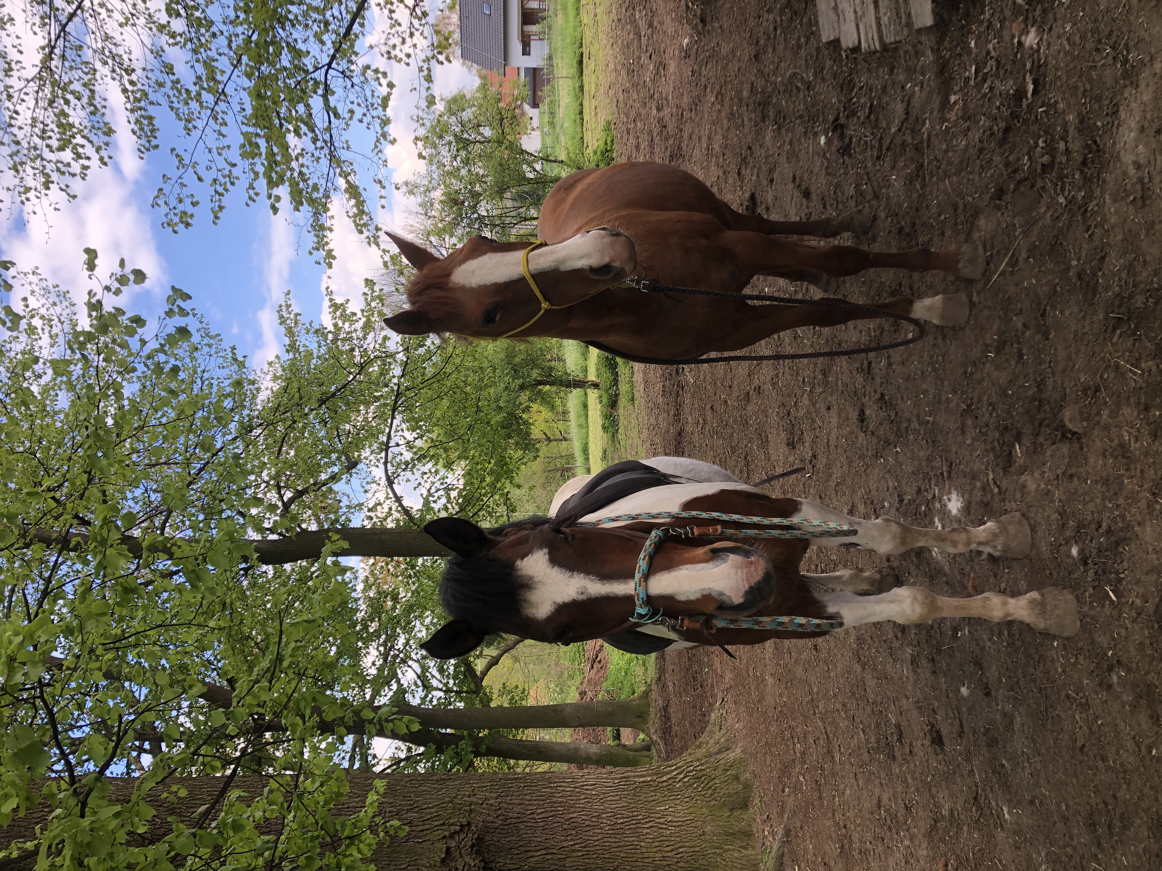 Stáj walenkino epona z.s. foto 3