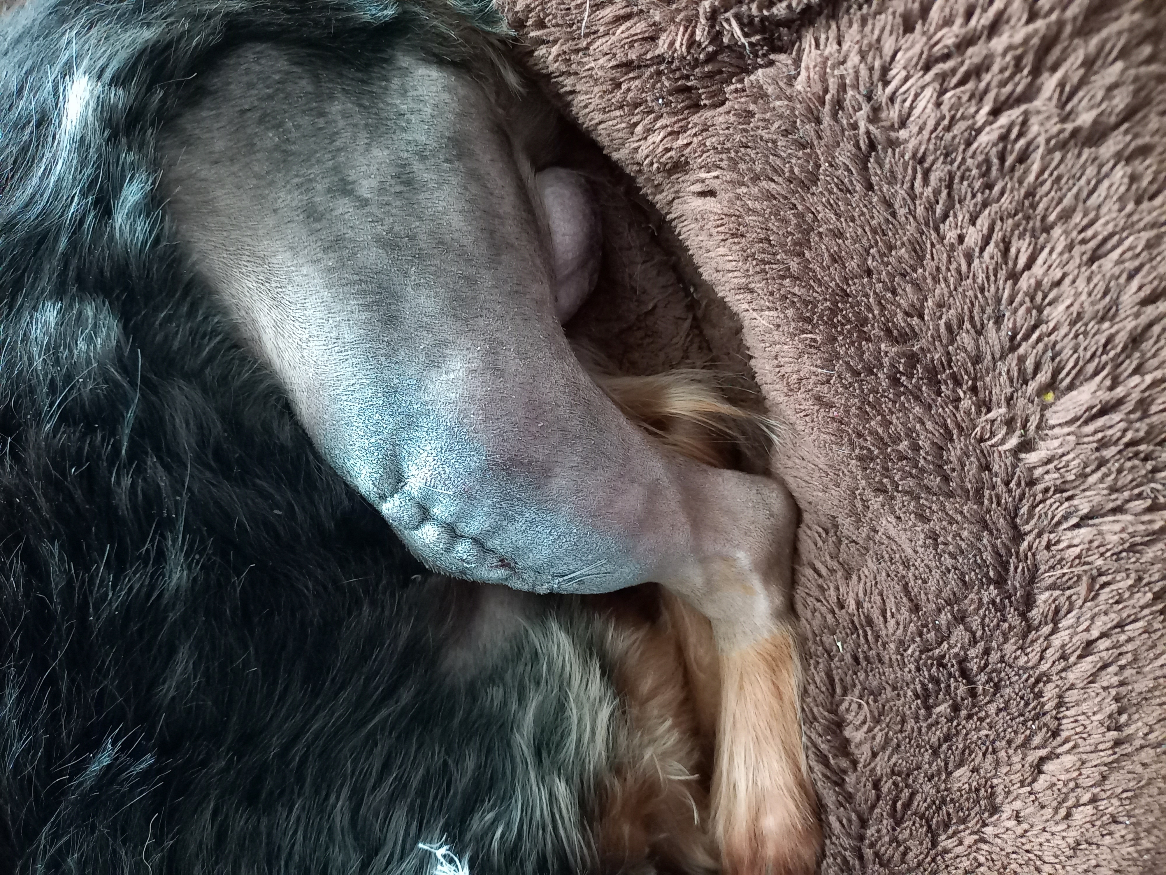 Veterinární klinika Parník - MVDr. Marek Bonk foto 2