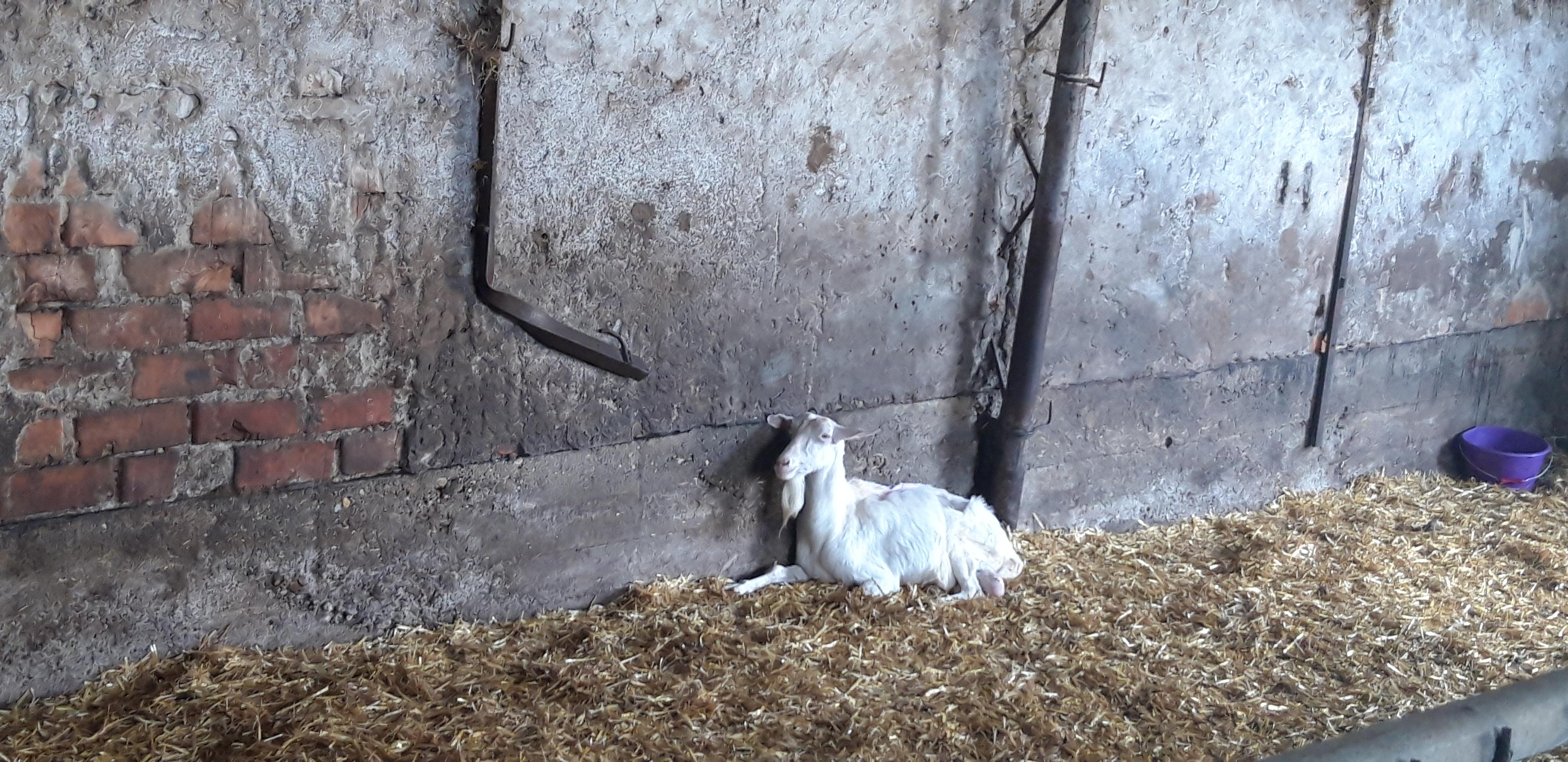 Kozí farma Pěnčín foto 5