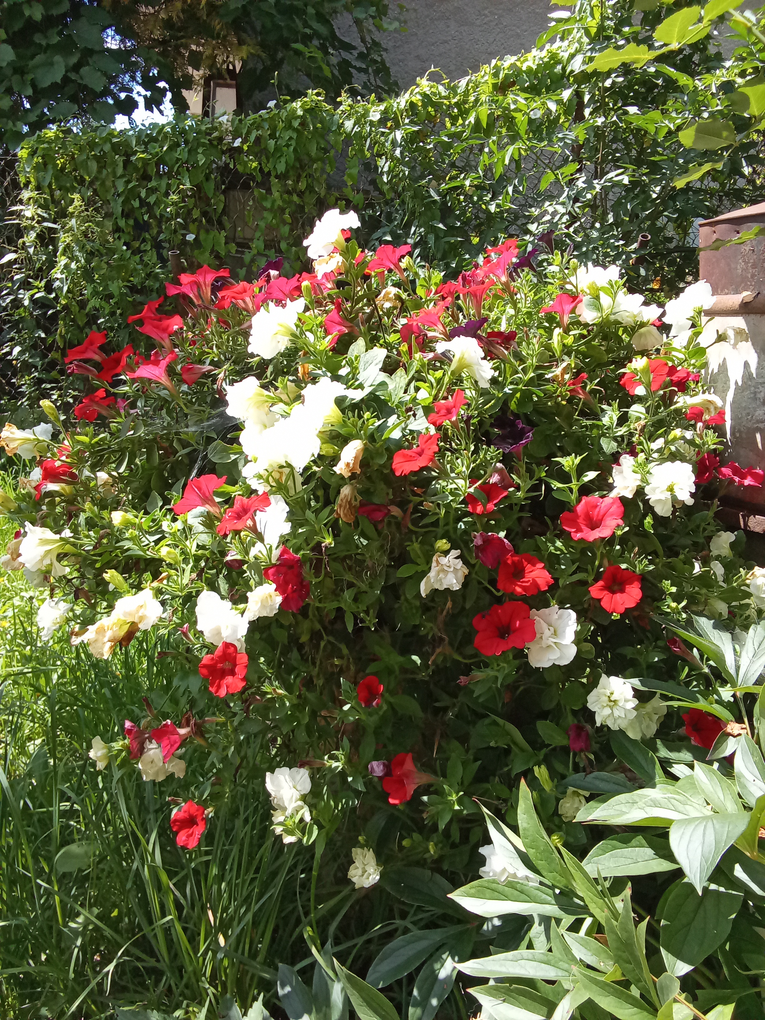 Rodinná farma Kratochvíl, s.r.o. foto 3