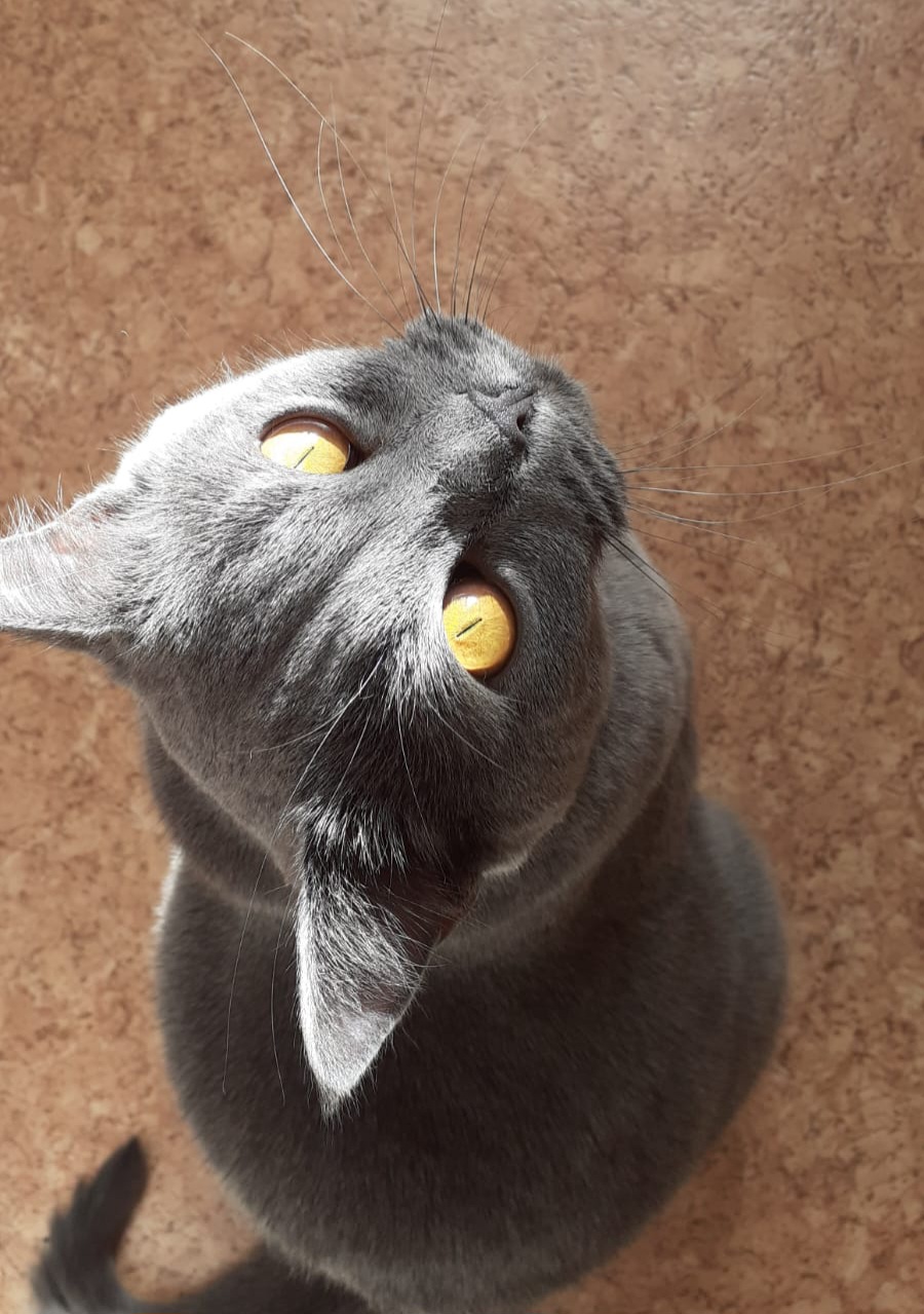 Canis cattus foto 5