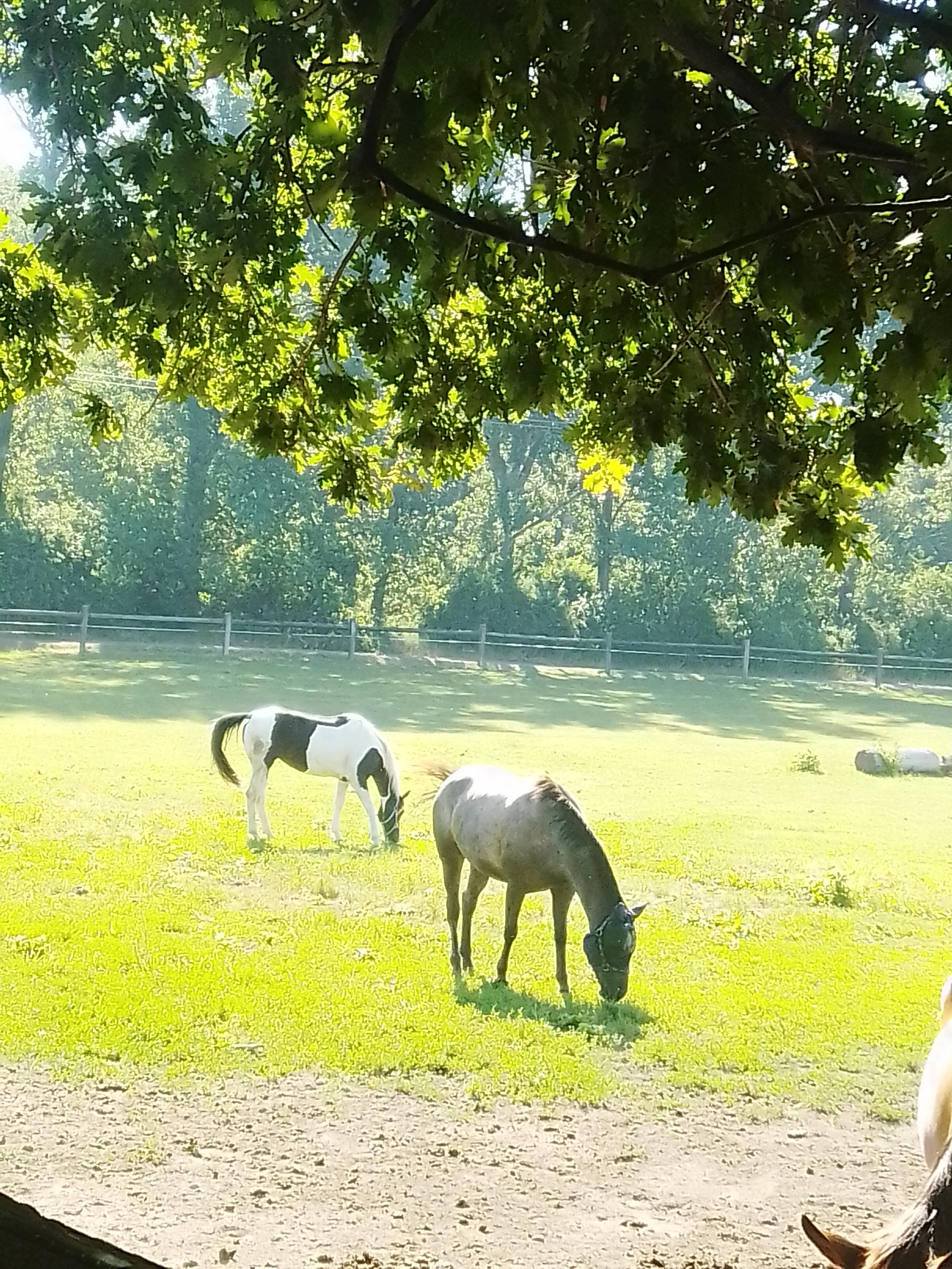 Horse Farm Lechovice Penzion foto 5