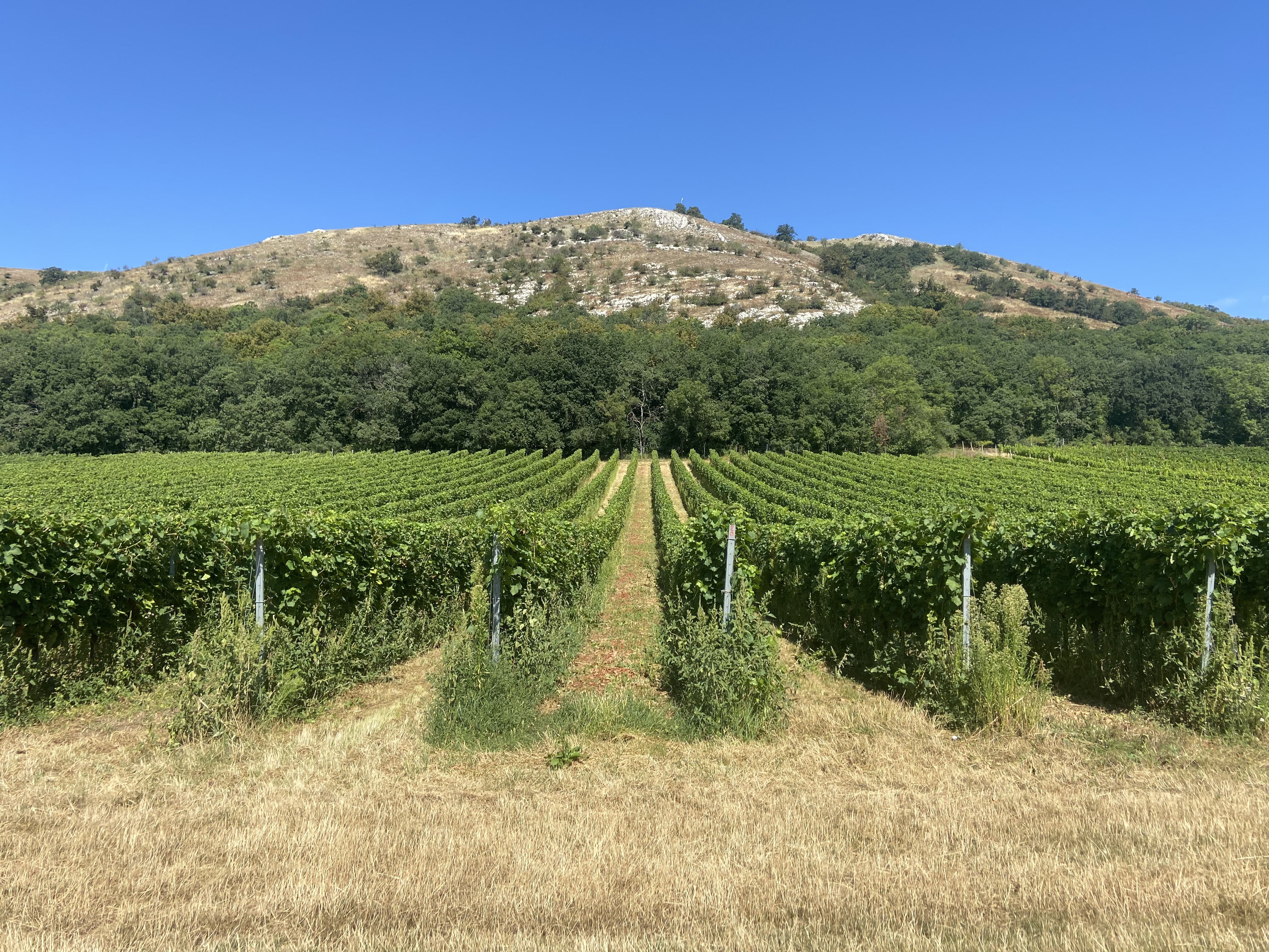 Vila Vlaštovka foto 4