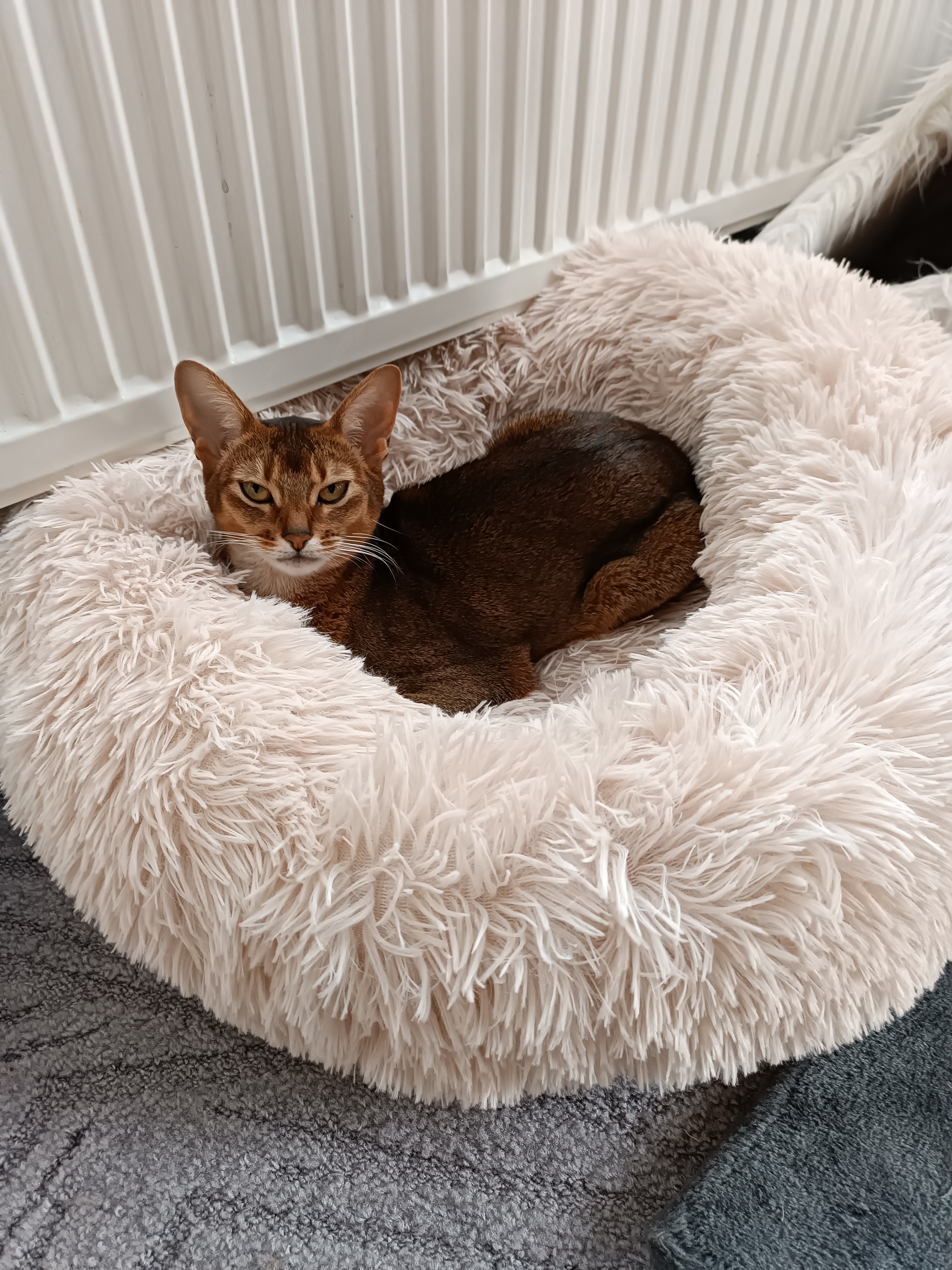 MVDr. Michaela Hejlková - Veterinární ordinace foto 6