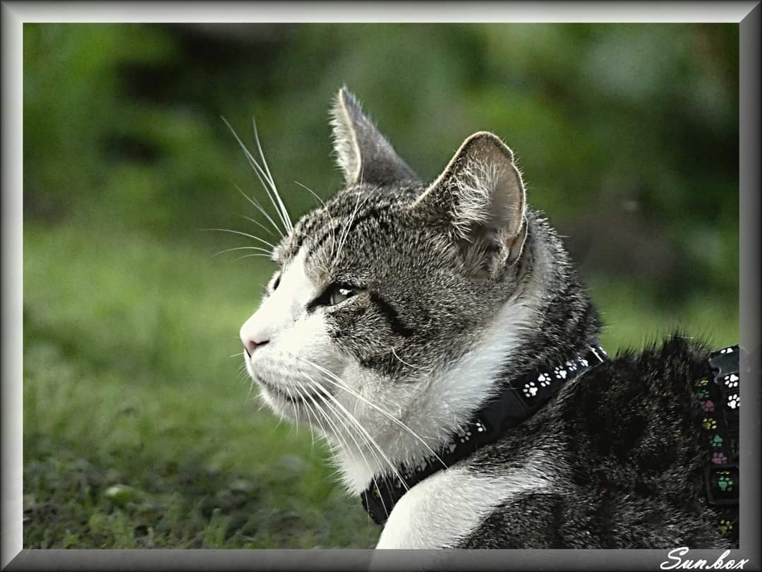 Veterinární ošetřovna MVDr. Pavel Vrbka foto 4