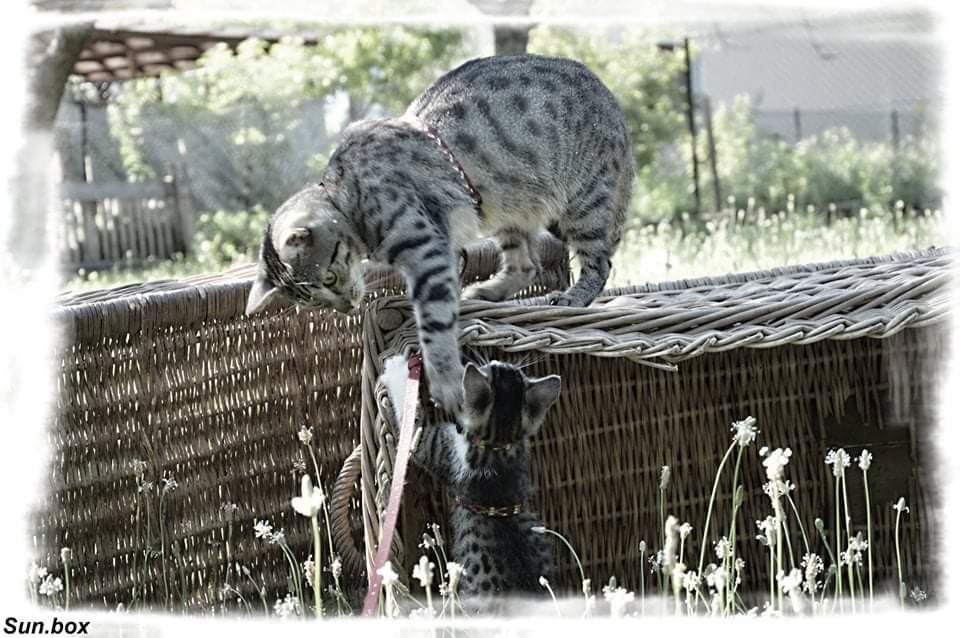Veterinární ošetřovna MVDr. Pavel Vrbka foto 6