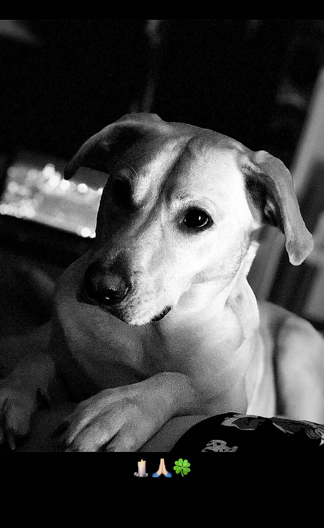 Veterinární klinika HANZA foto 4