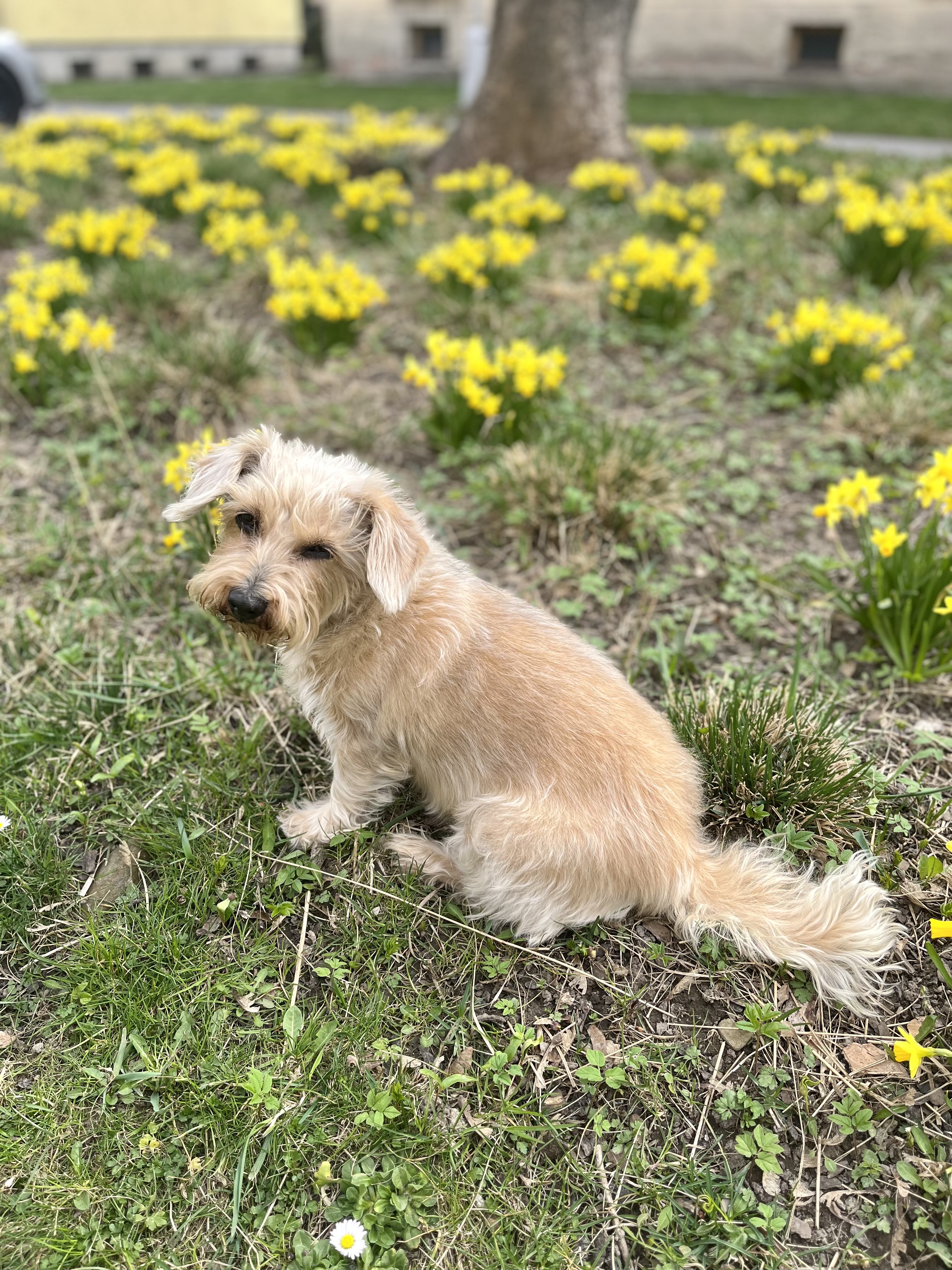 Filip Bačík - Psí pomoc foto 6