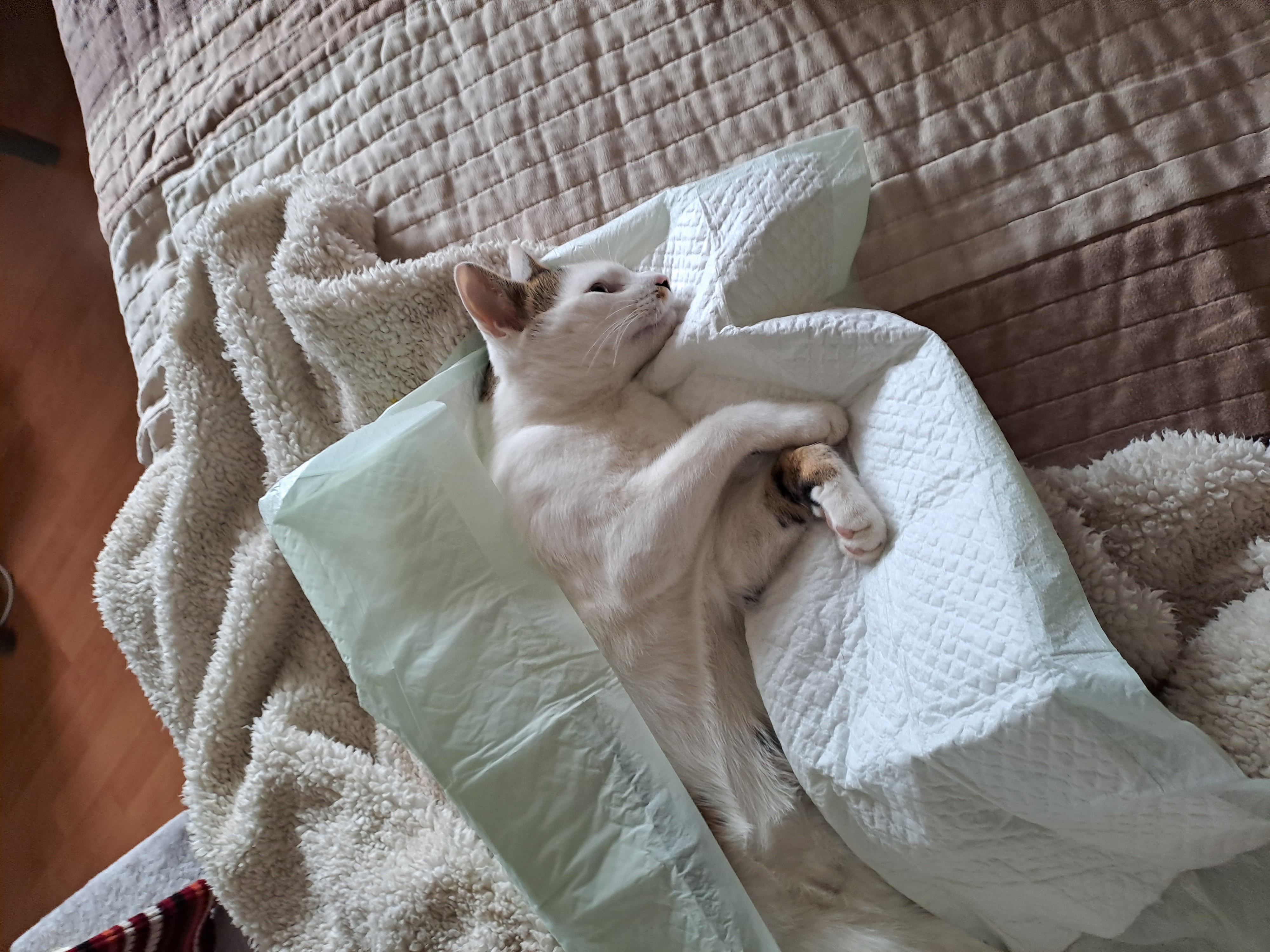 Veterinární ordinace Merlin, MVDr. Petra Miklišová foto 6