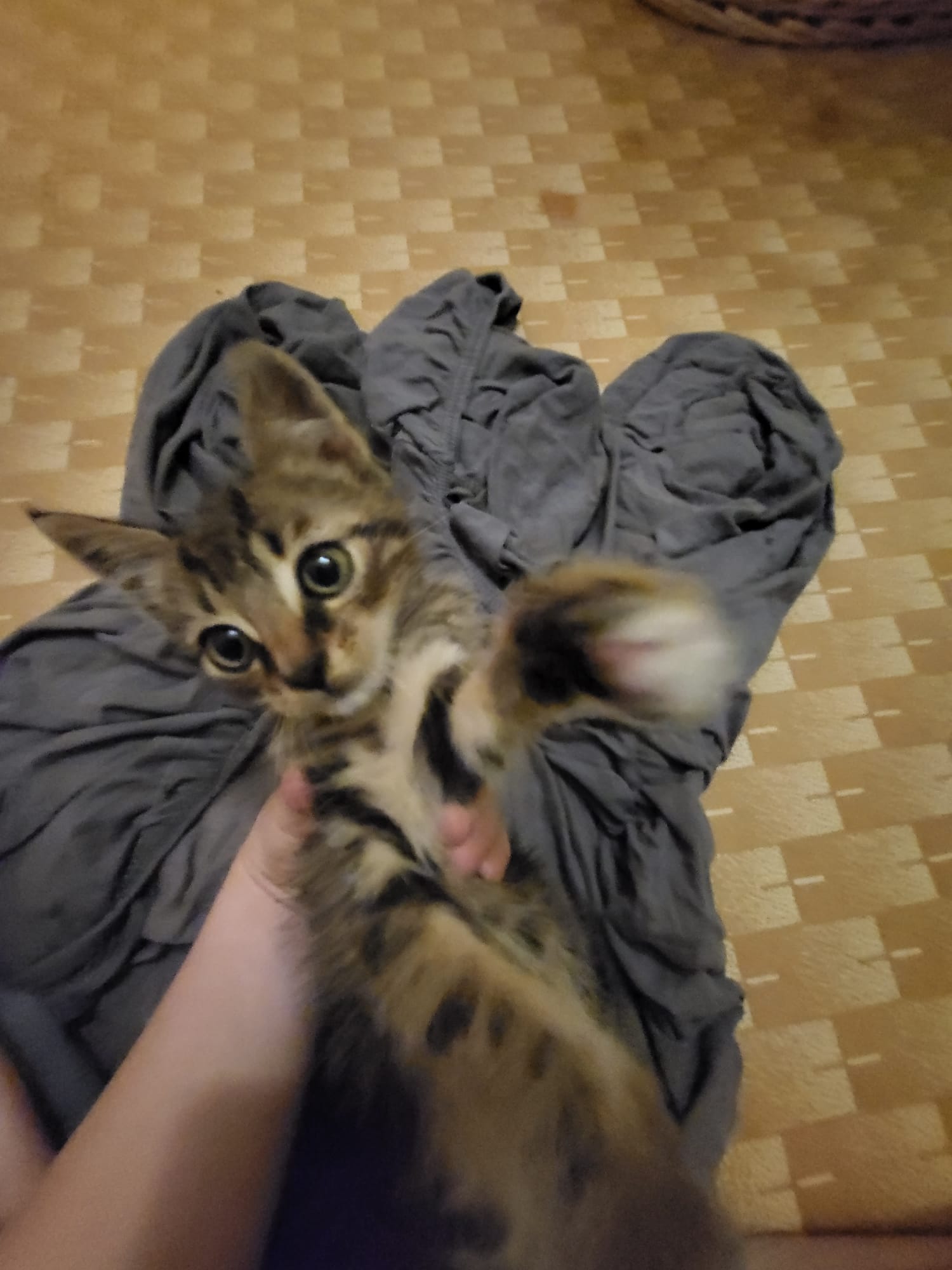 Teplické kočky foto 2