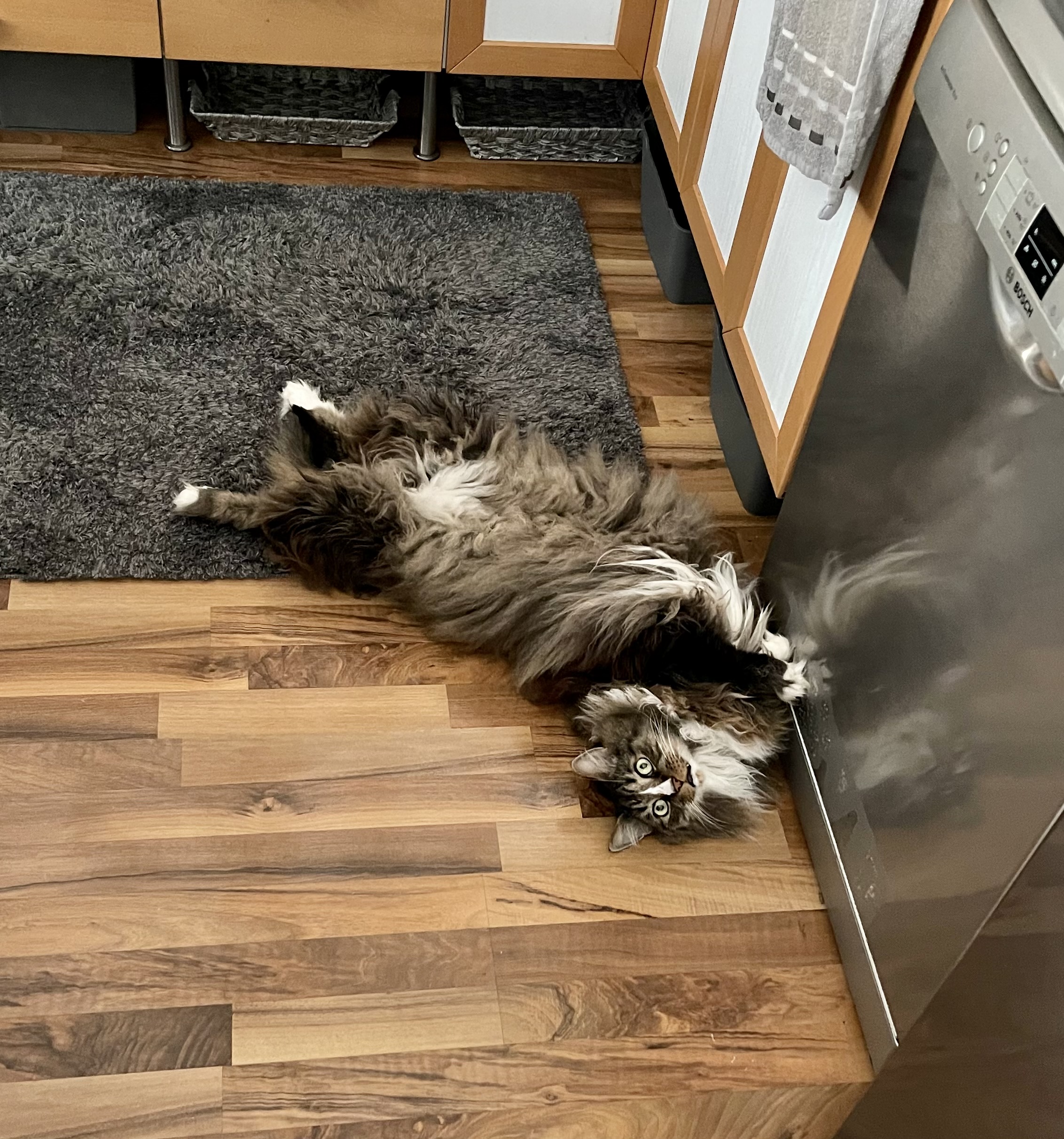 MVDr. Alice Franková - veterinární ordinace foto 2