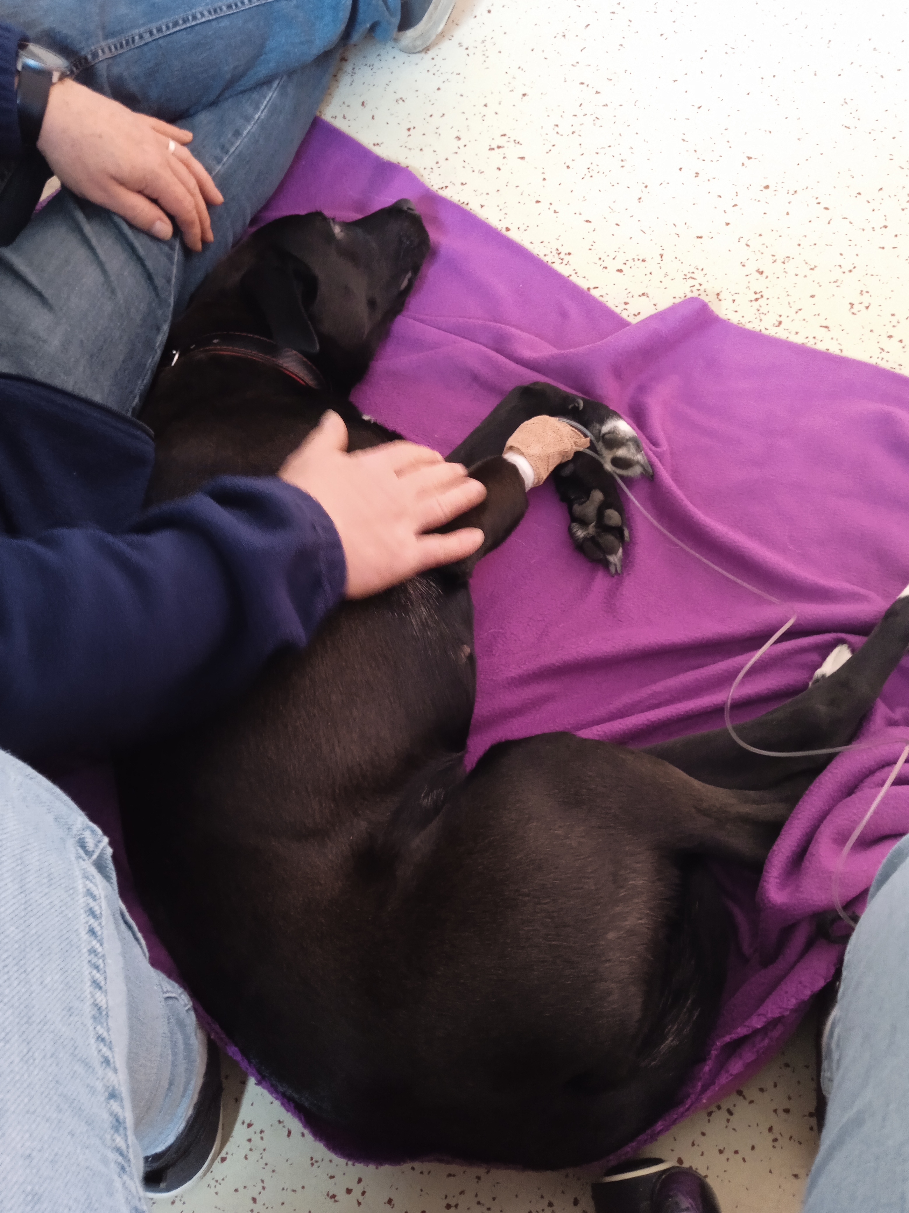 Klinika malých zvířat Hanzlík + Křeček foto 4