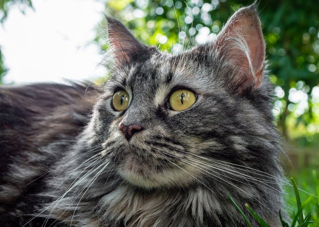 Veterinární ordinace MiaVet foto 2