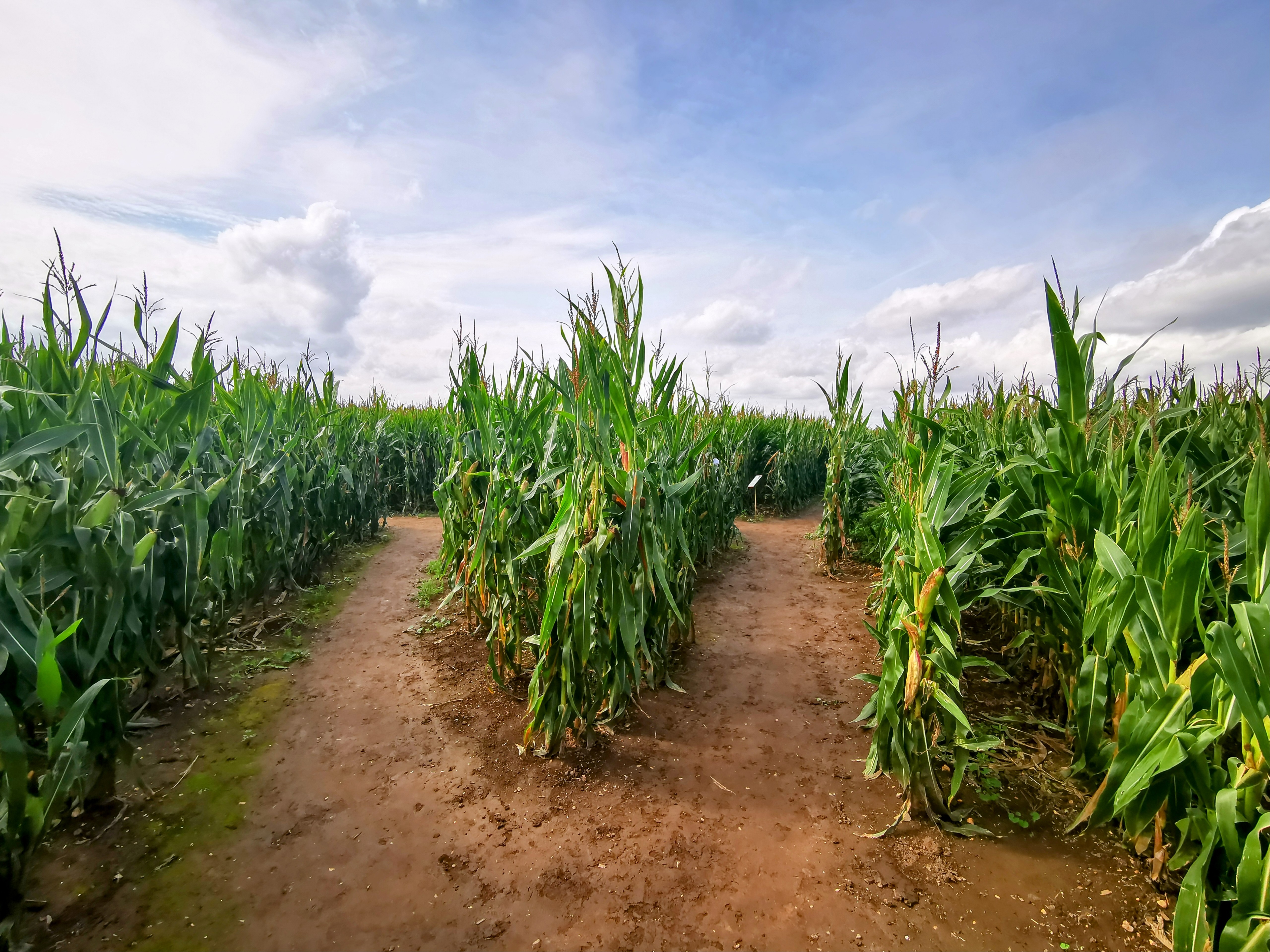 Kukuřičáci – Obří kukuřičné bludiště Praha - Klecany foto 5