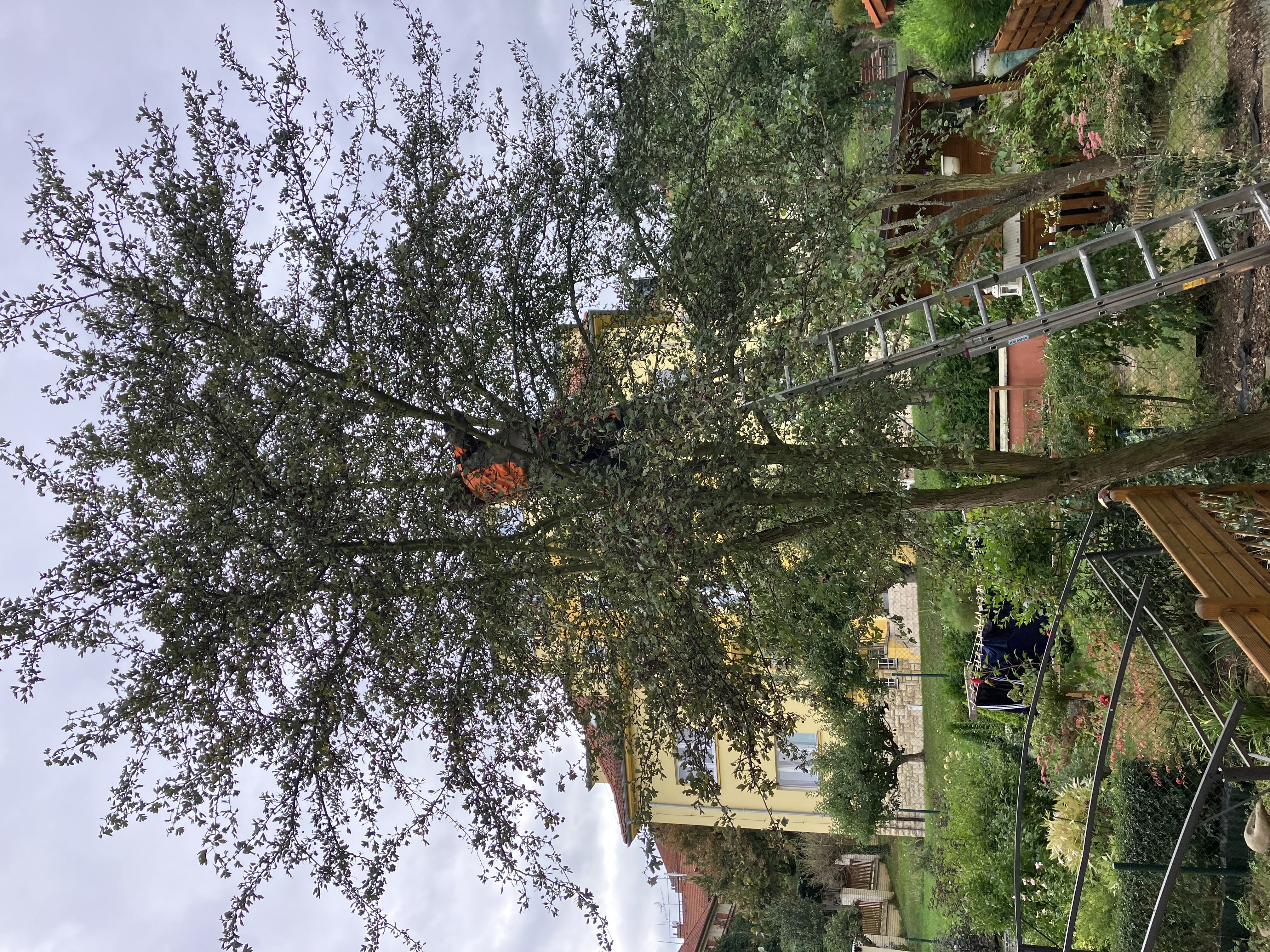 Kácení stromů Praha foto 4