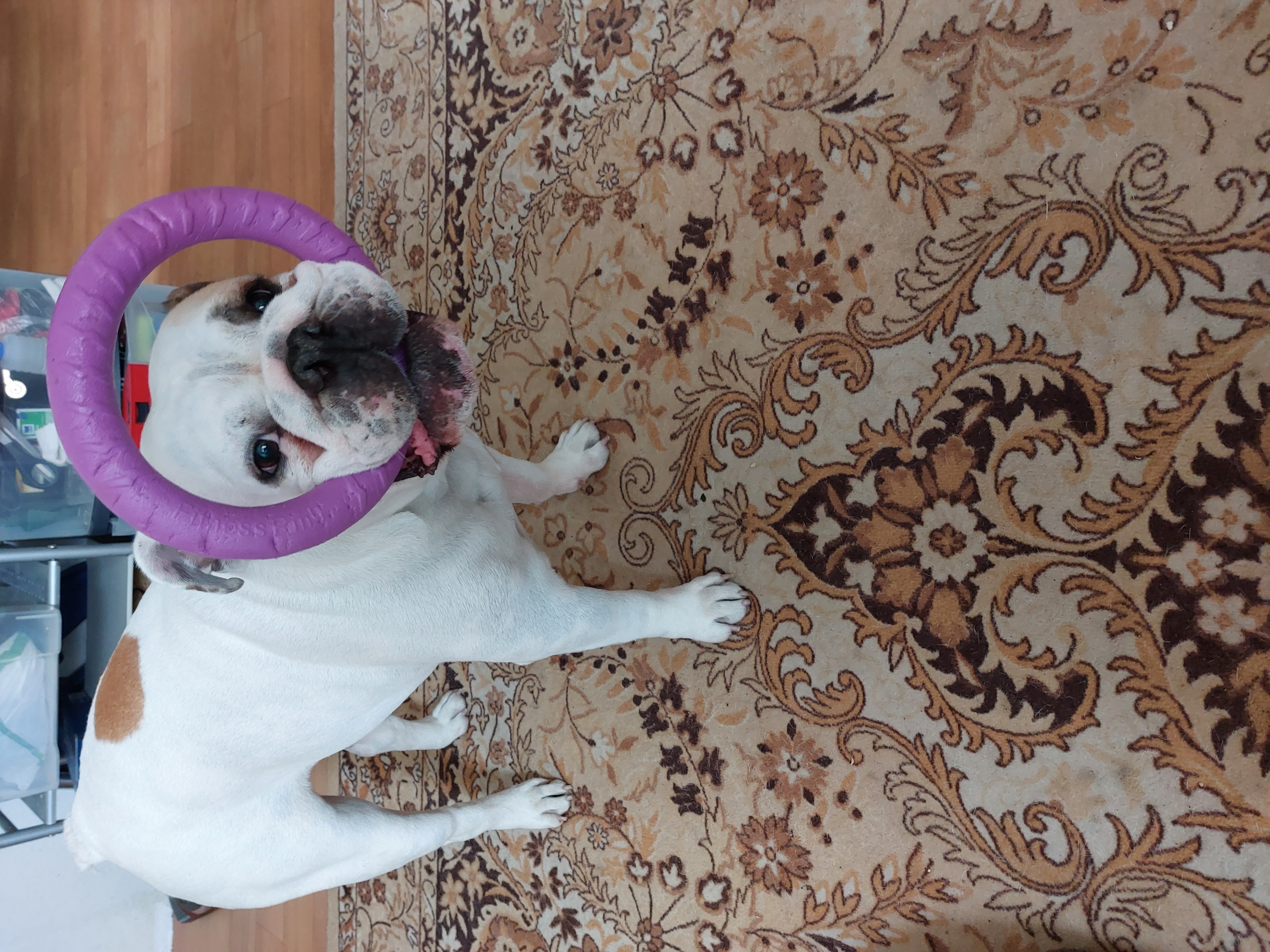 MVDr. Jiří Jiroudek - Veterina Oblačná foto 4