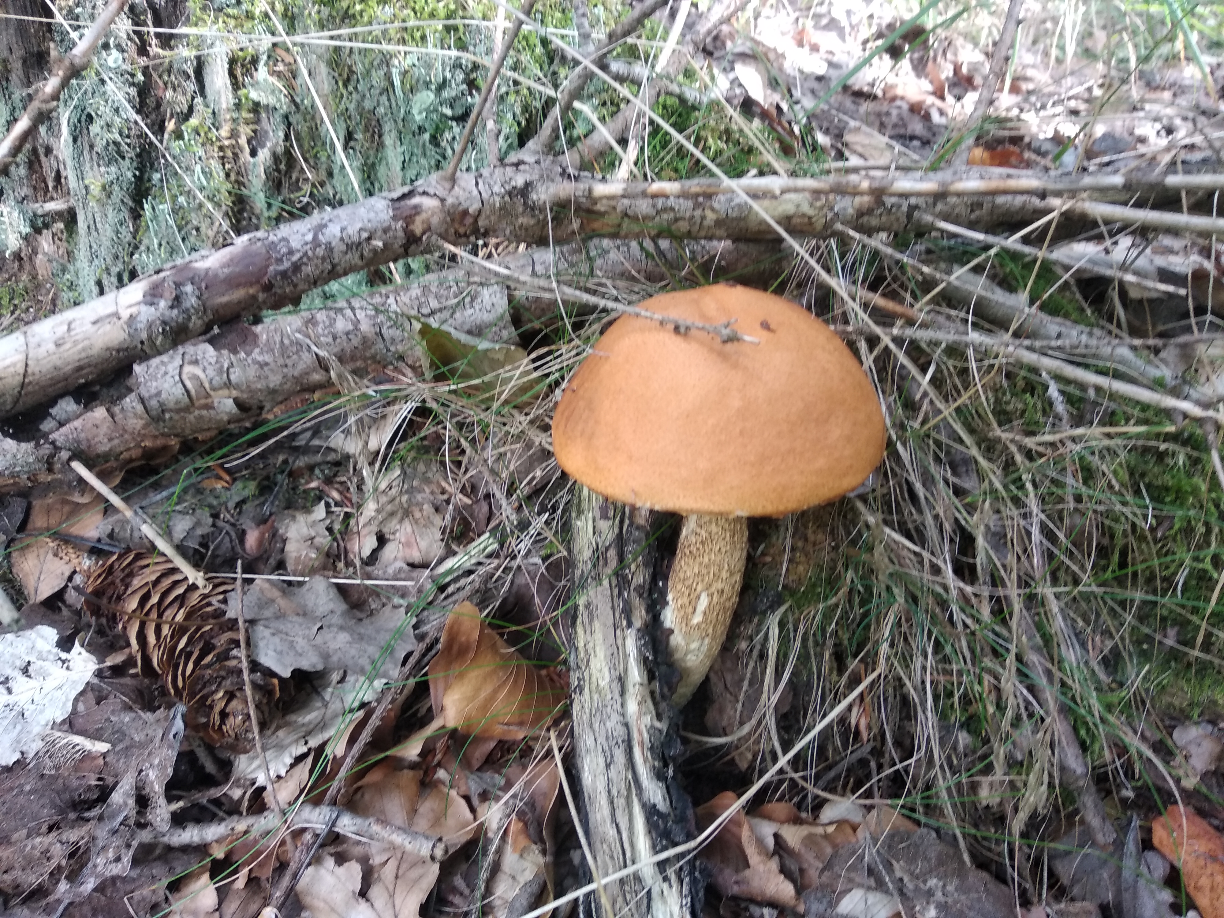 Tenisové kurty foto 4