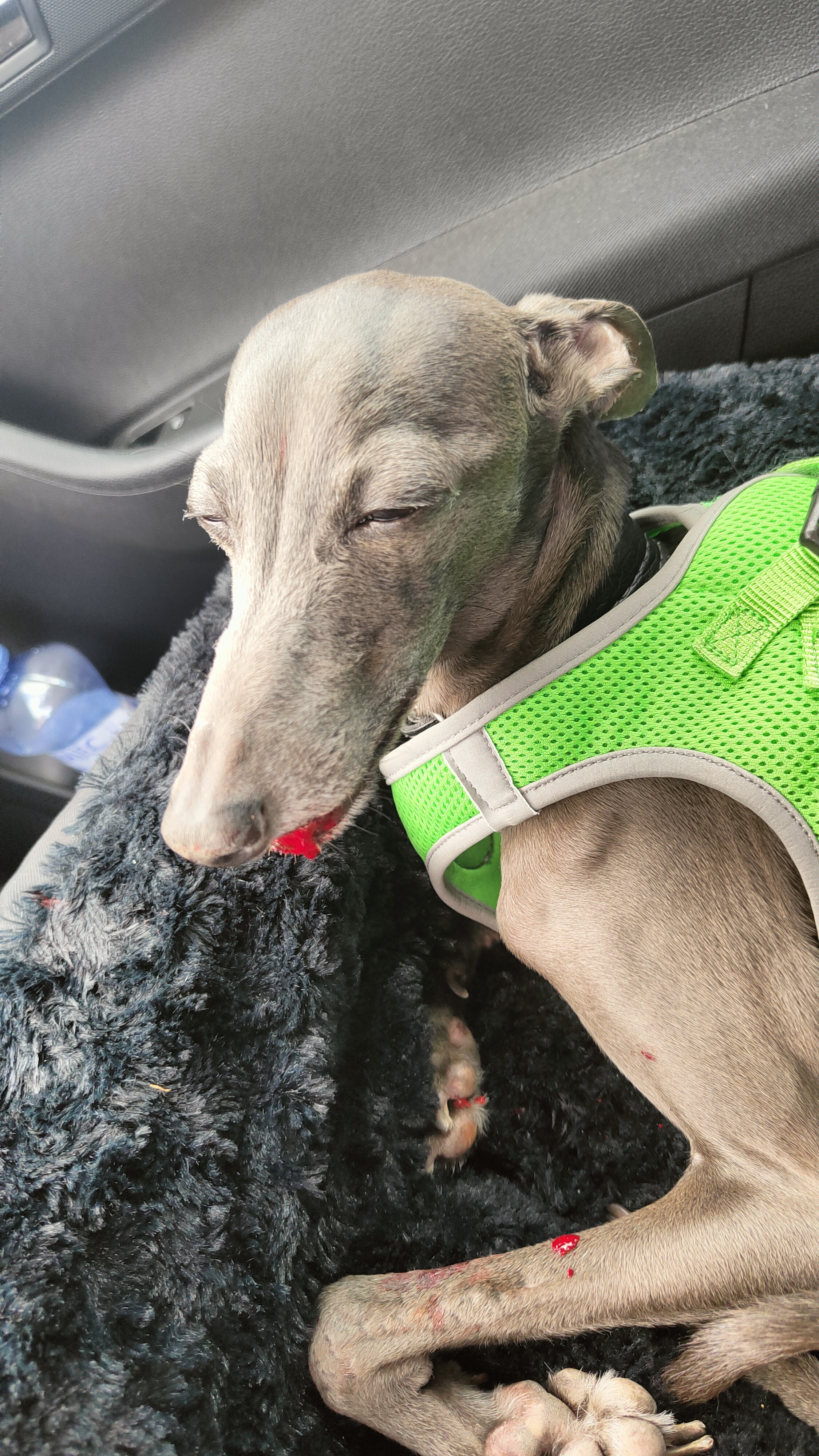 Veterinární klinika Poděbradská foto 5