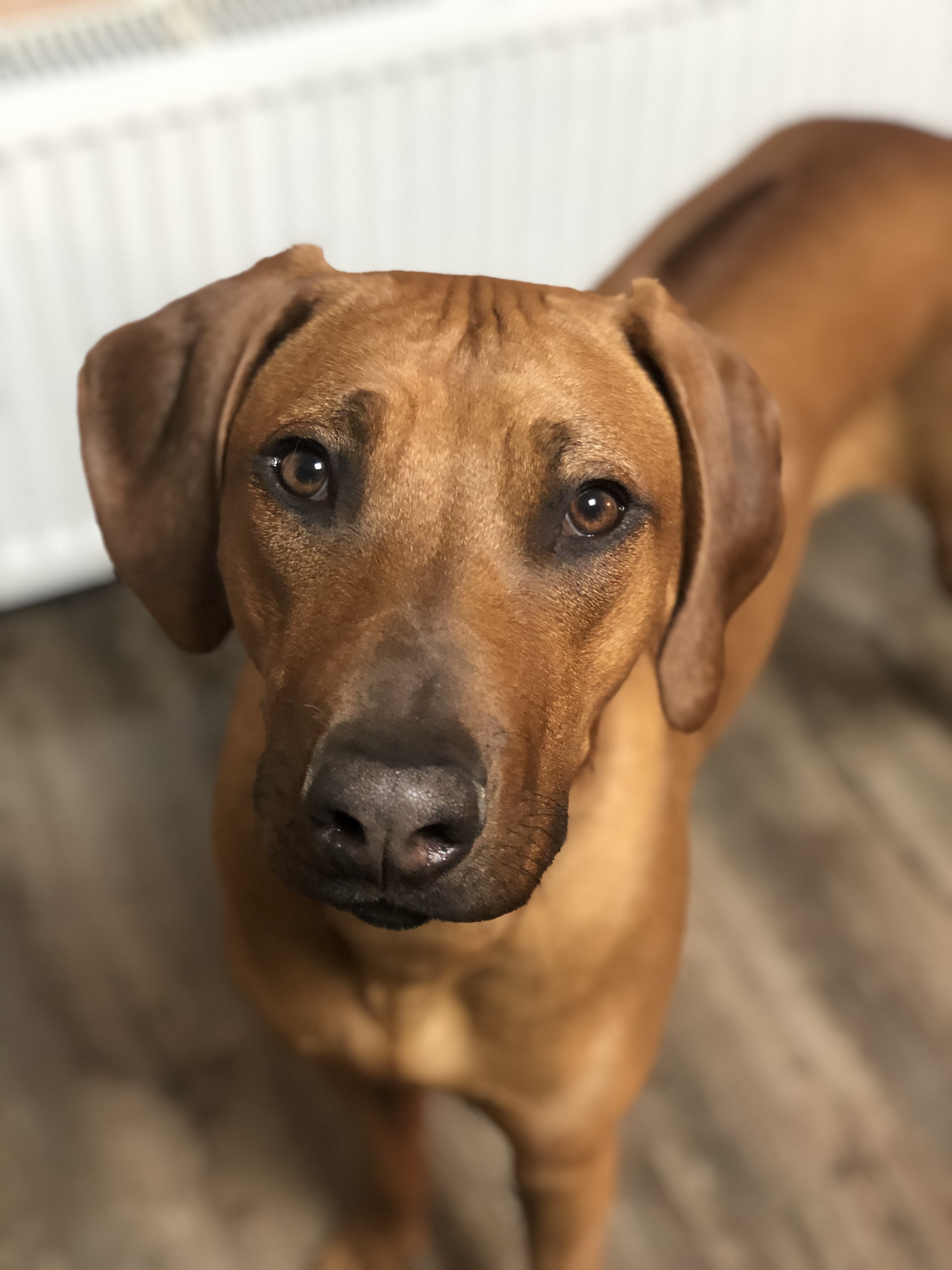 Veterinární klinika MVDr. Gebauer Marek foto 3