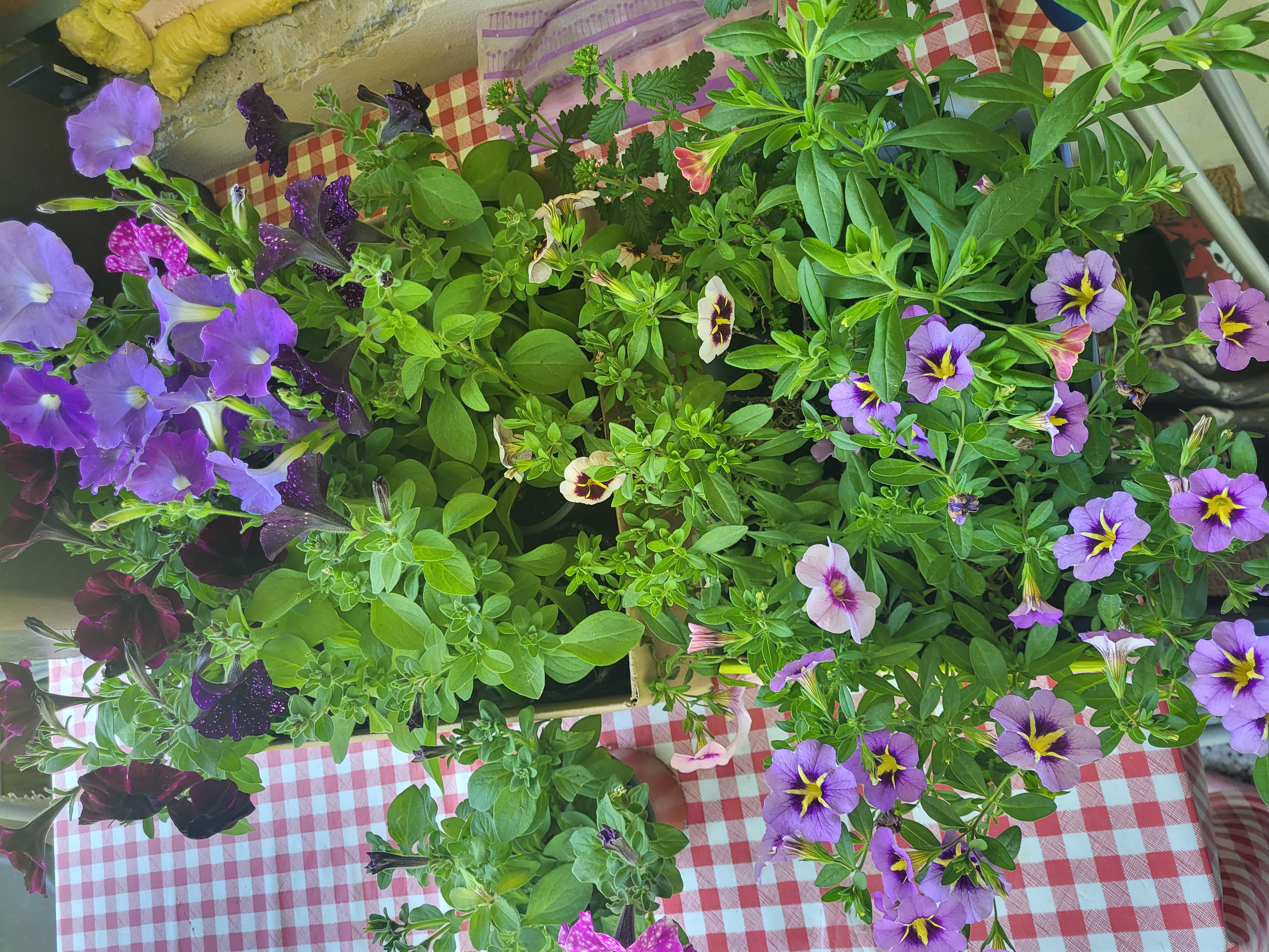 Střední zahradnická škola, Ostrava foto 2