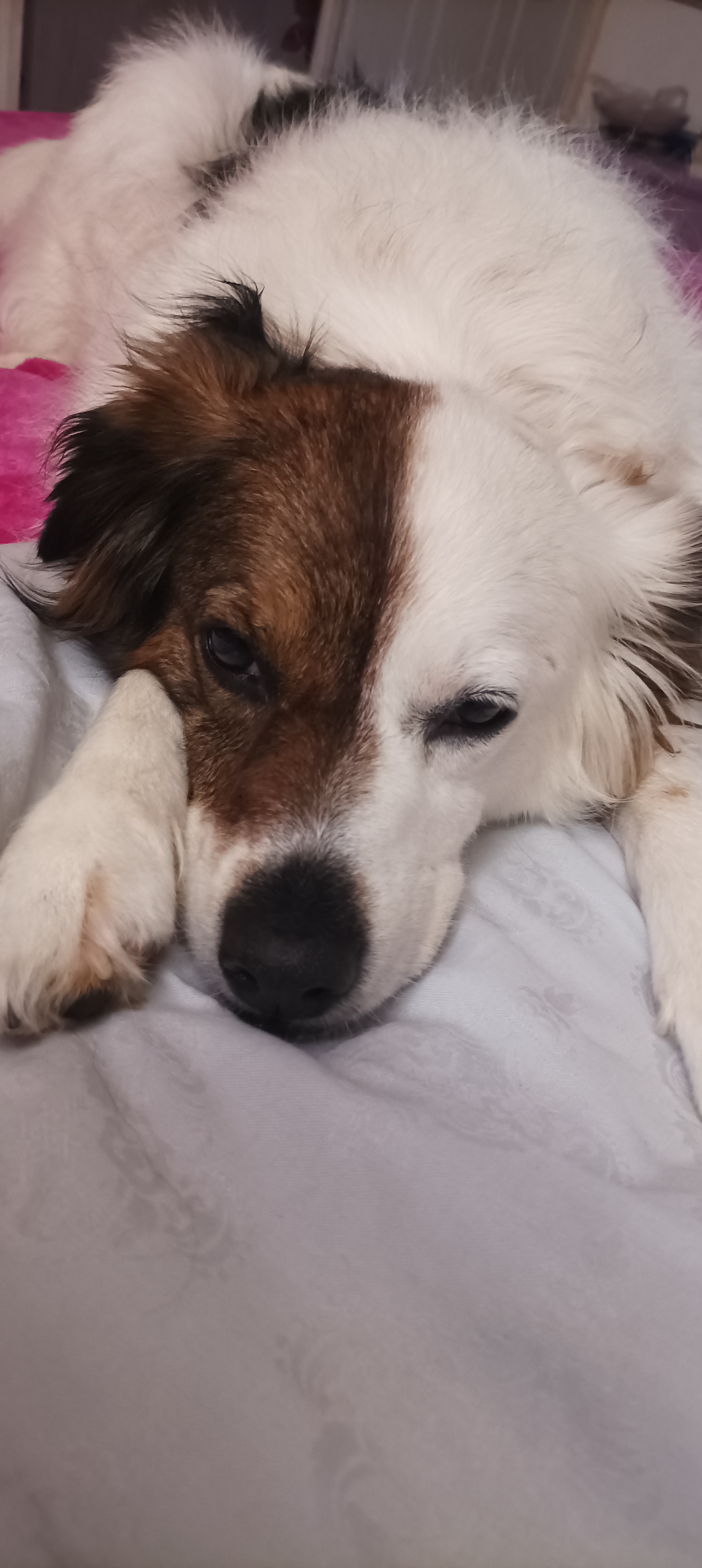 Veterina U Kryšpína Hlinsko - MVDr. Petra Korábová foto 2