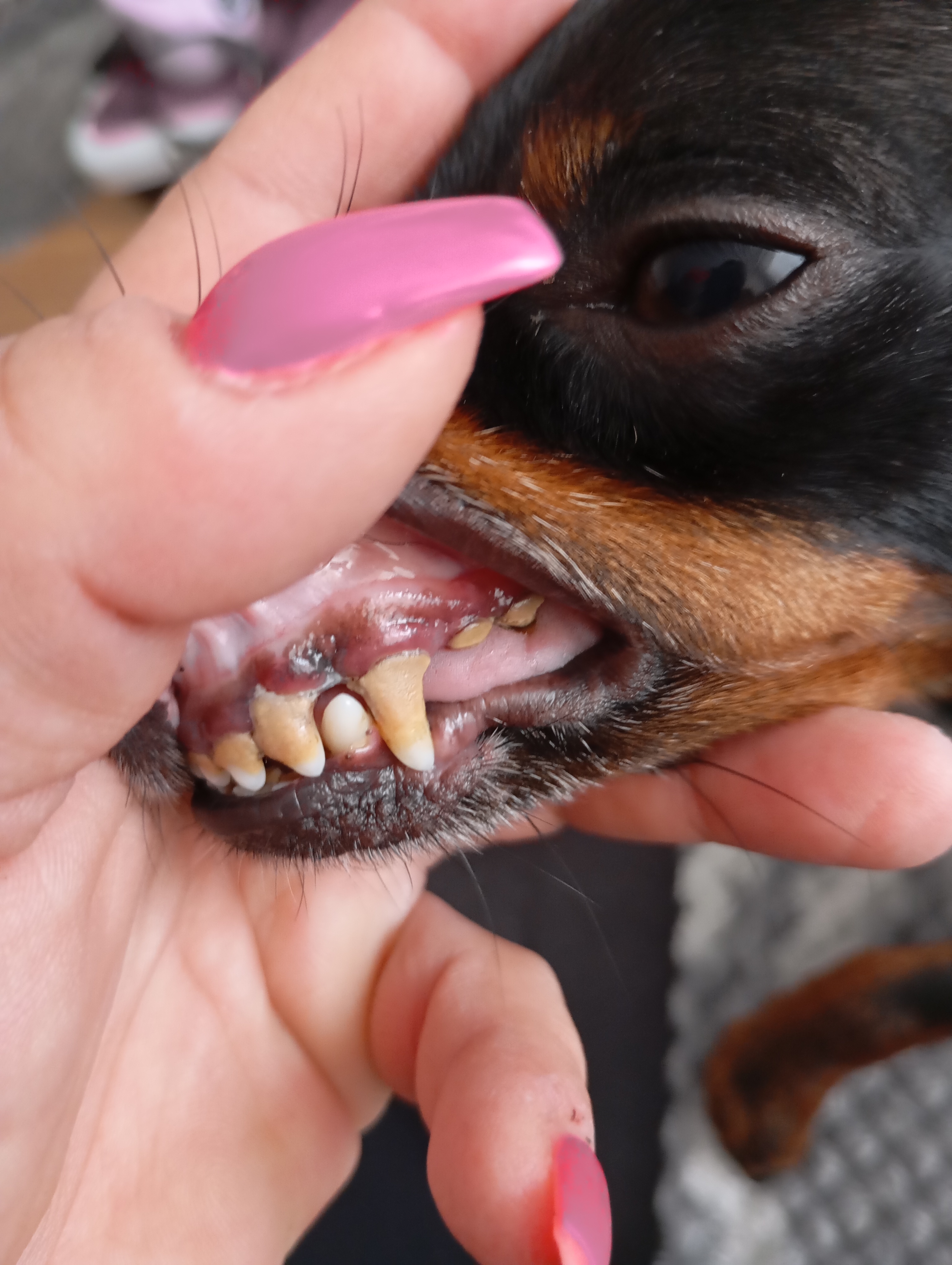 Psí salon ZORA foto 5