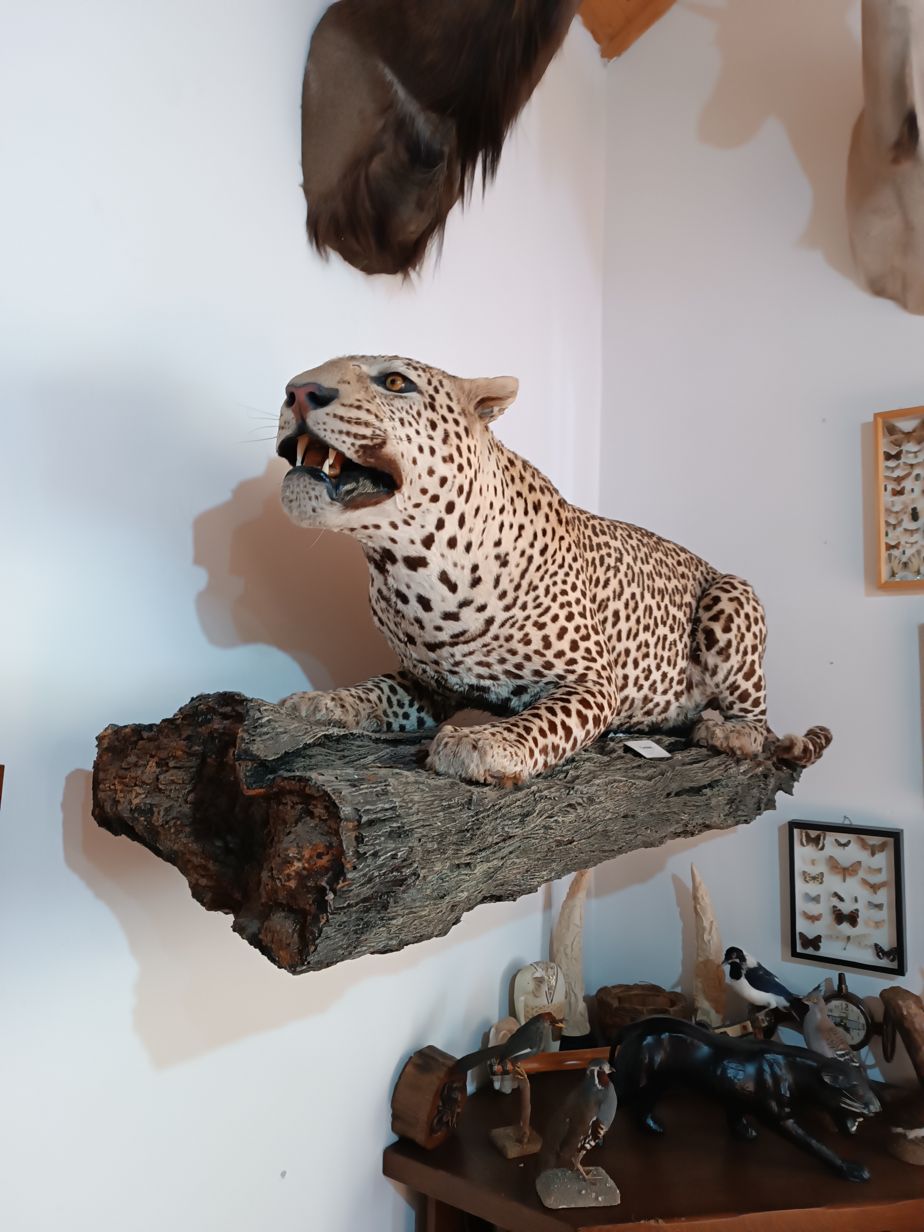 Africké muzeum Safari foto 6