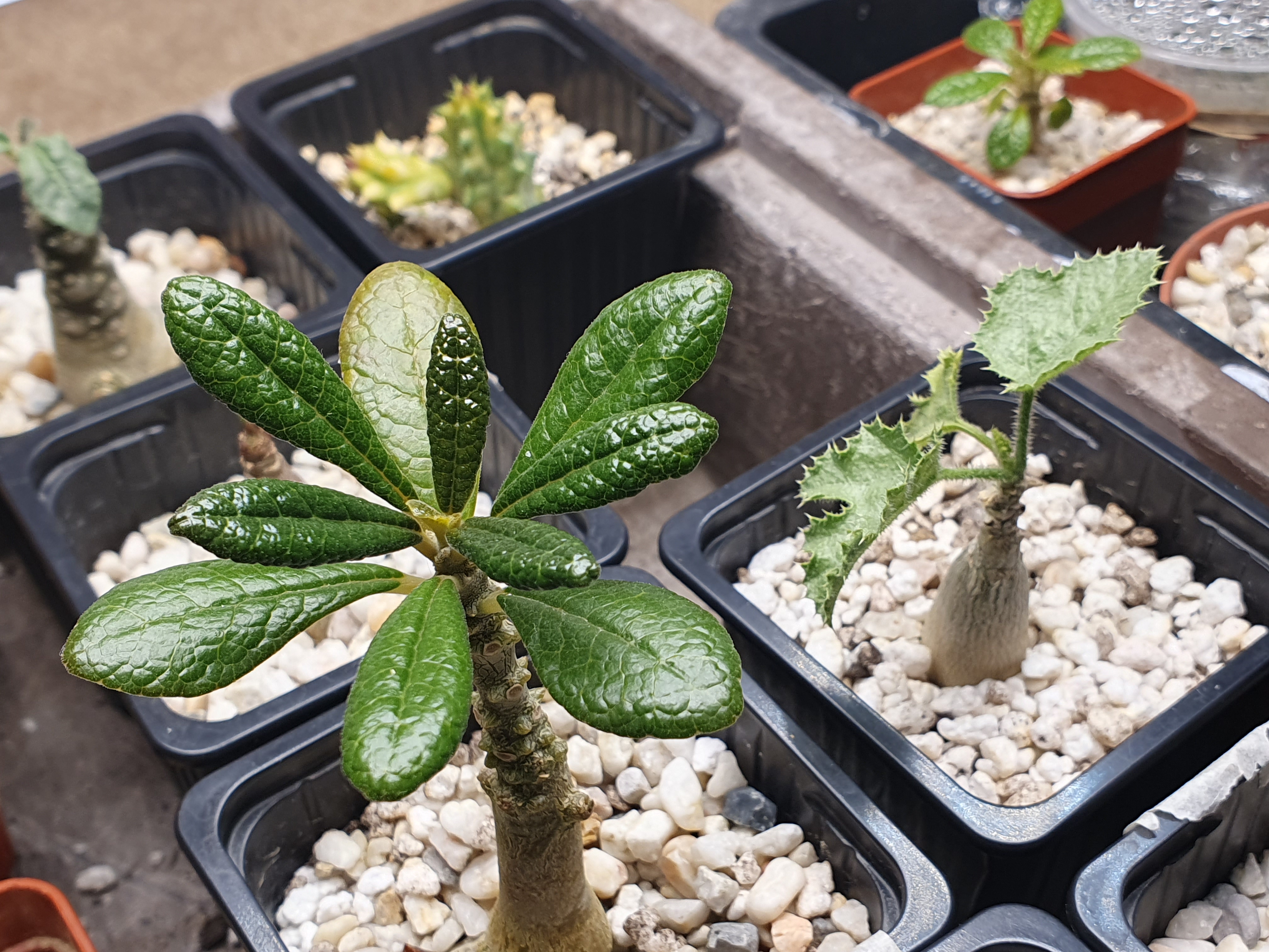 Michal Svoboda - EXOTICKÉ ROSTLINY foto 3