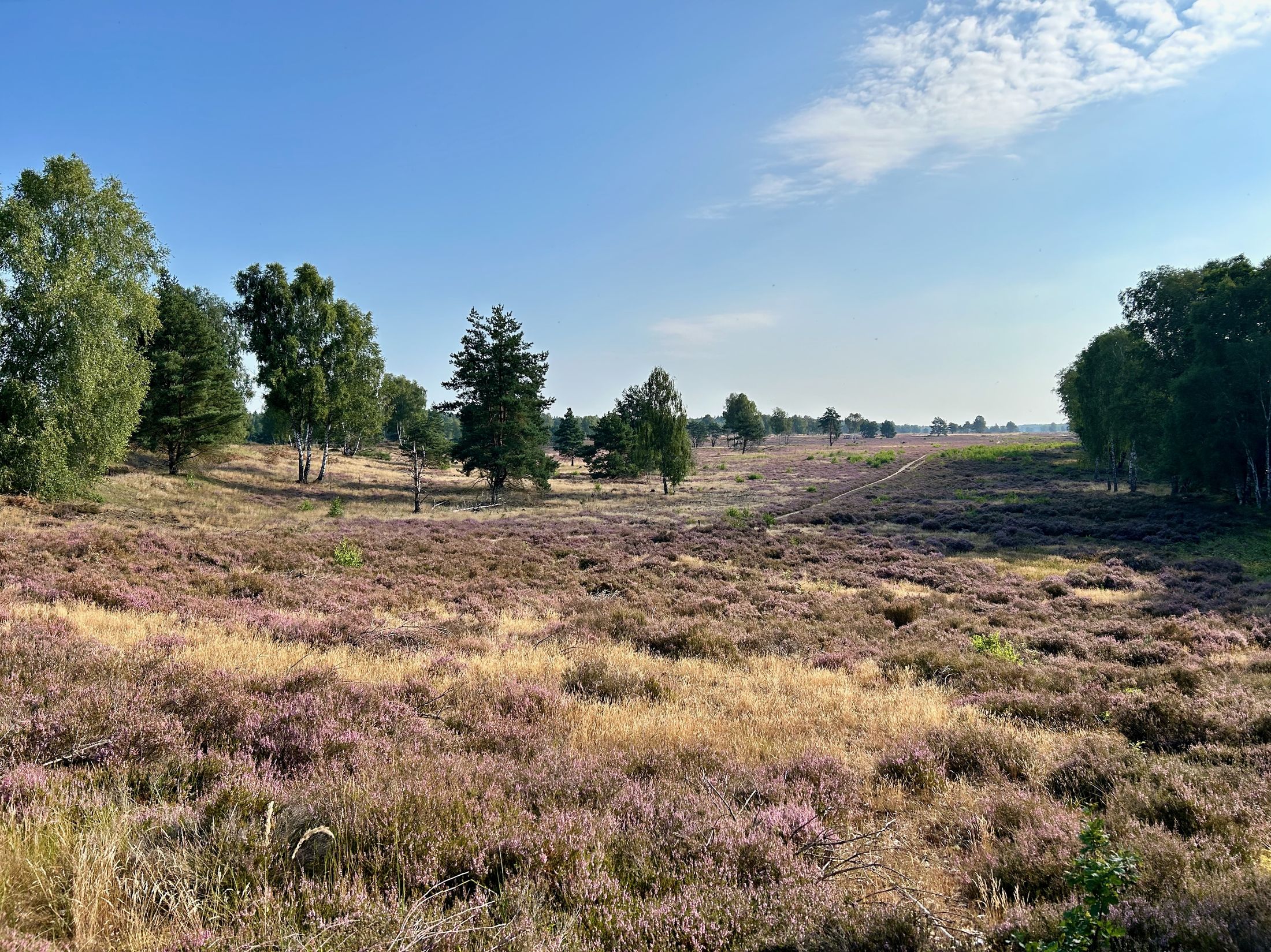 Wittstock-Ruppiner Heide