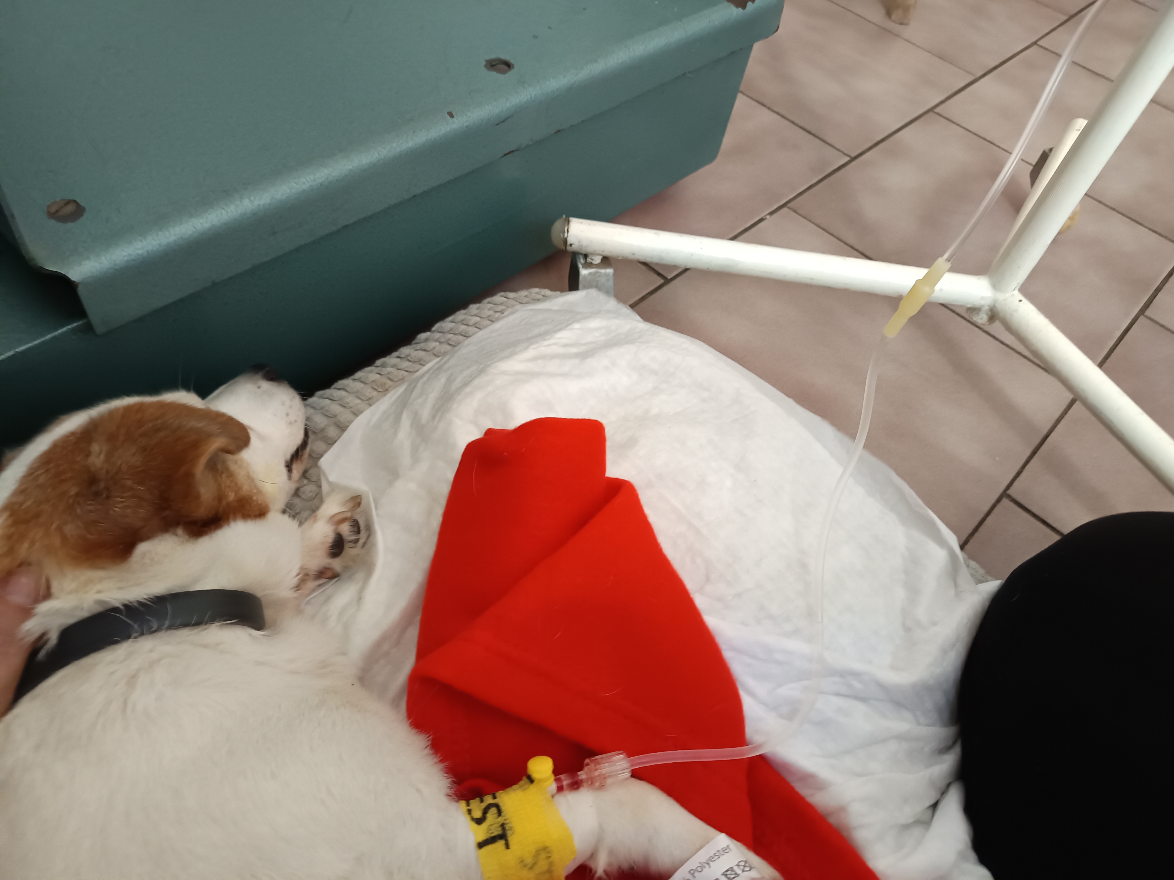 Veterinární klinika ŠteklVet foto 2