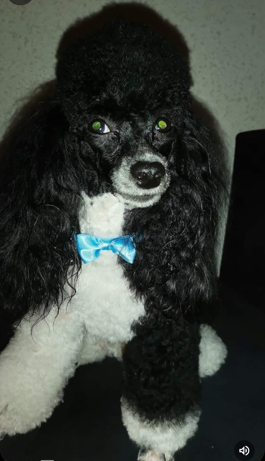Psí Salon Buddy foto 5