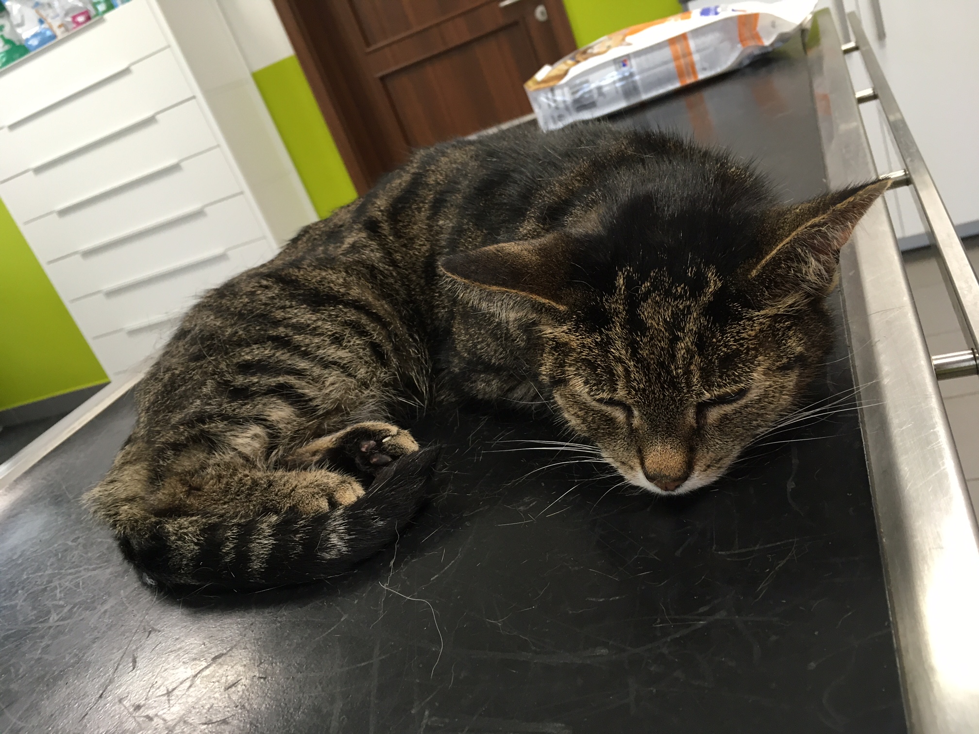 Veterinární ordinace MVDr. Jan Koudelík foto 6