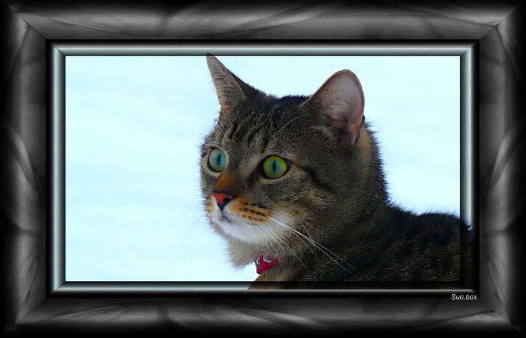 Veterinární ošetřovna MVDr. Pavel Vrbka foto 5