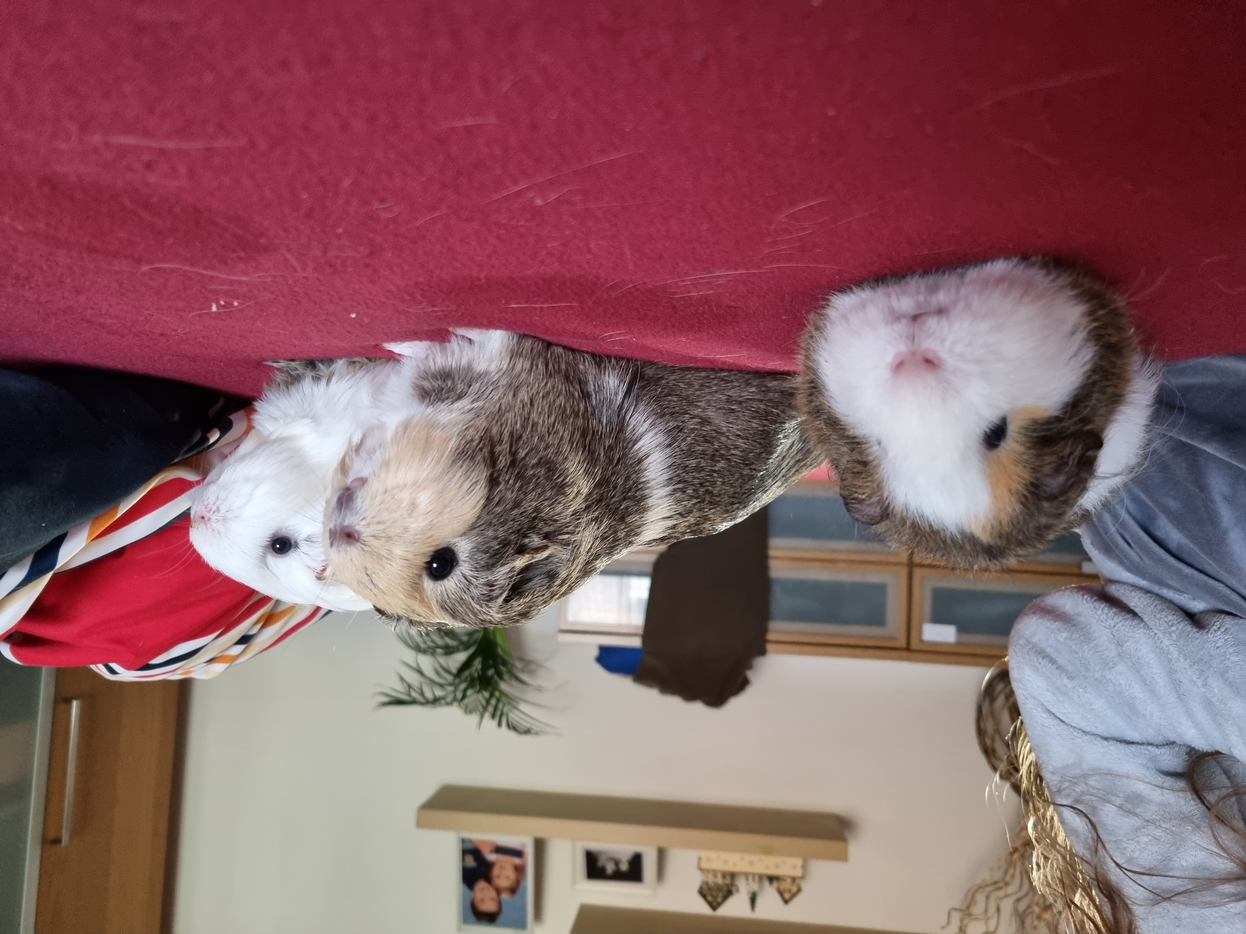 Veterinární klinika - MVDr. Tomáš Barbořík foto 4