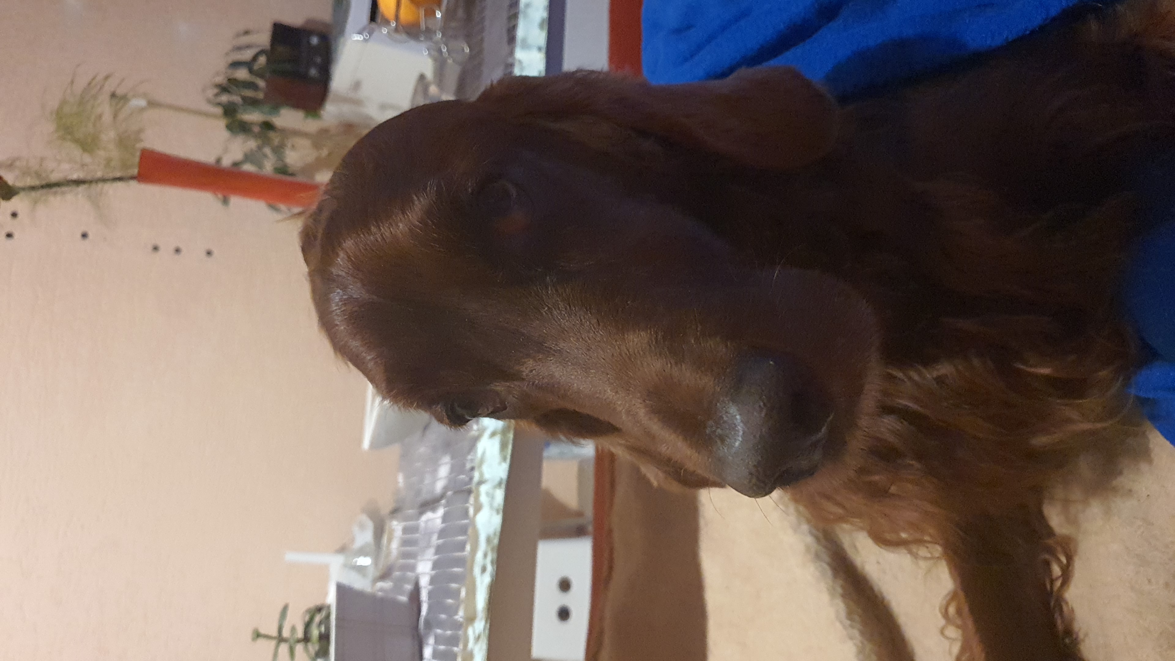 Veterinární klinika ŠteklVet foto 3