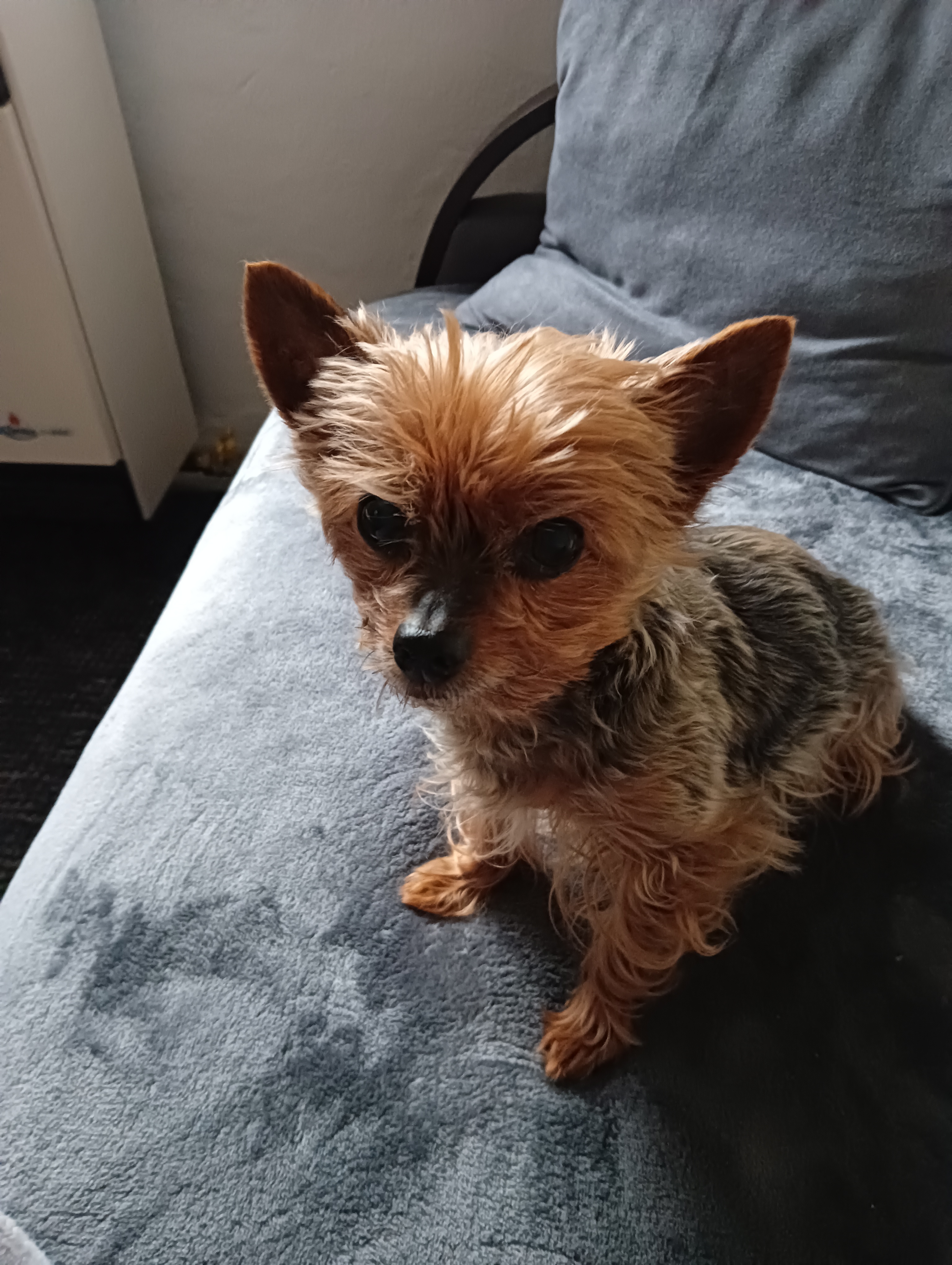 MVDr. Ivana Stodůlková - veterinární ordinace foto 2