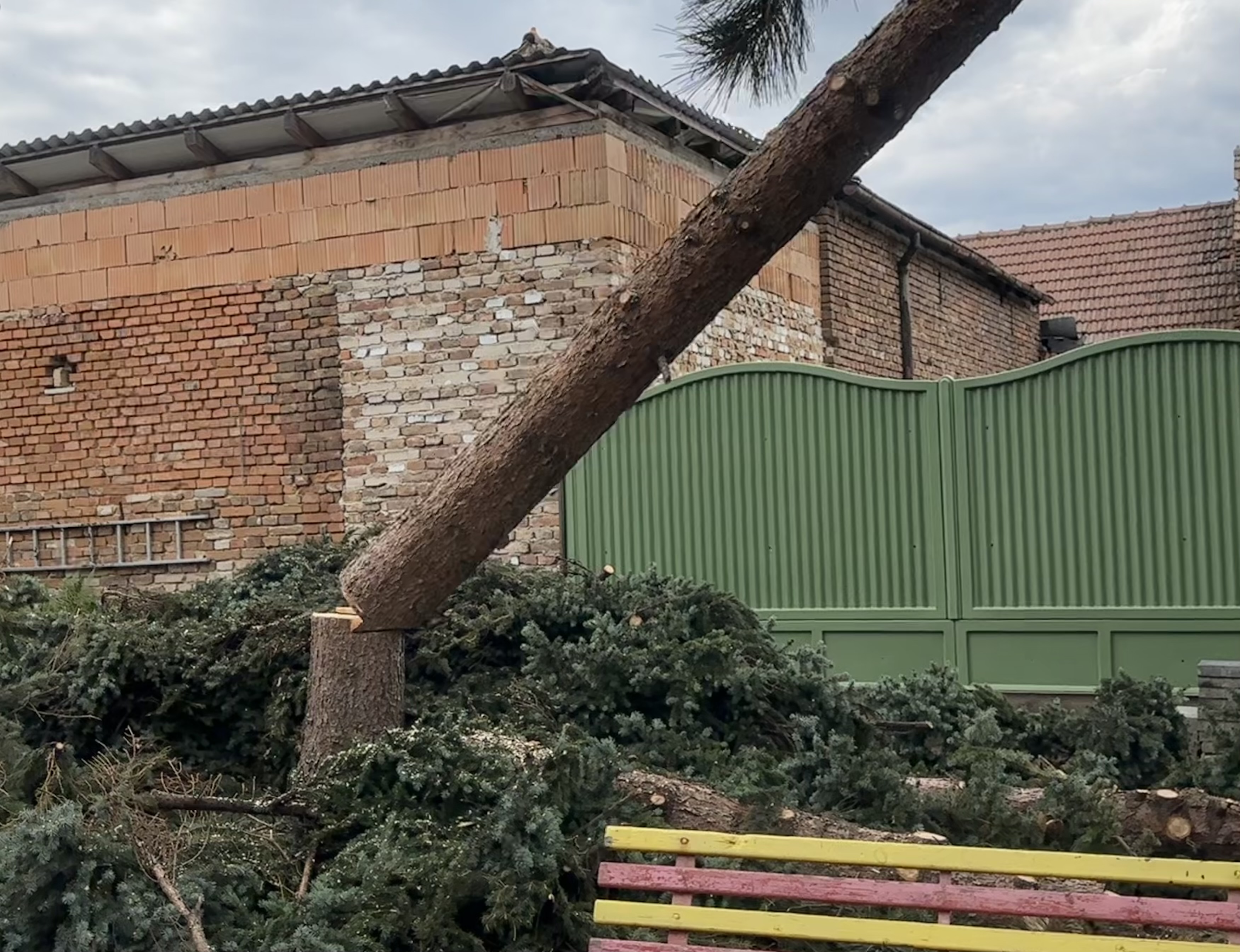 Kácení stromů Brno foto 4