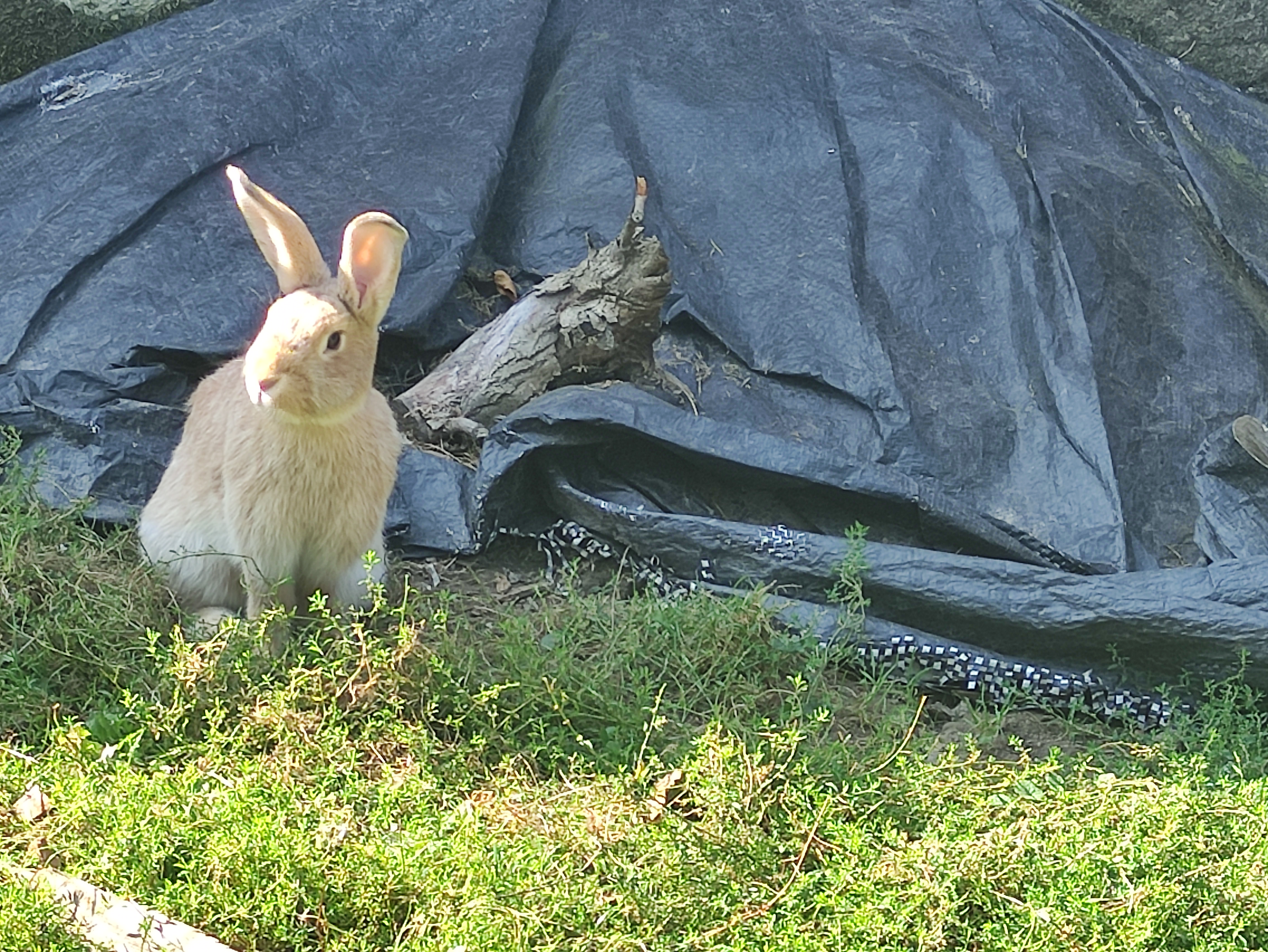 MVDr. Václav Trnka - Veterinární klinika Elza foto 2