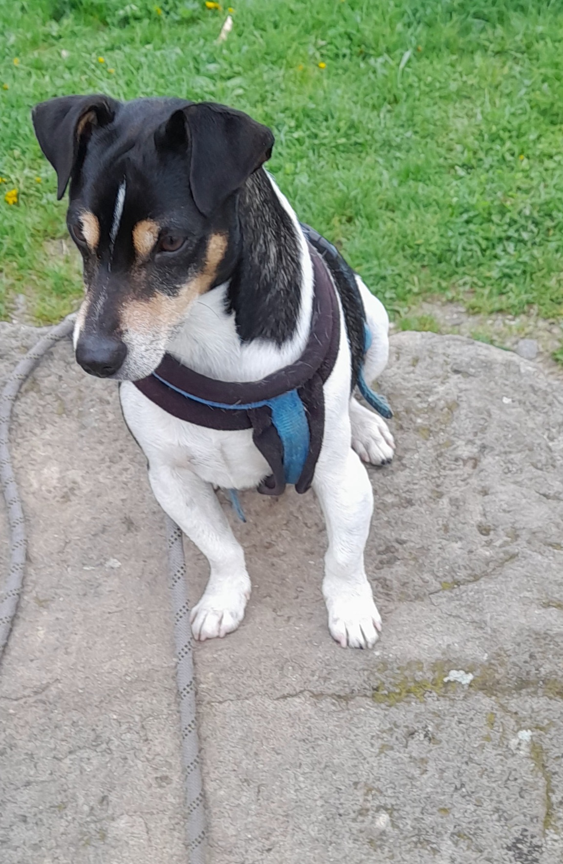 Psí a kočičí hotel Mikeš foto 2