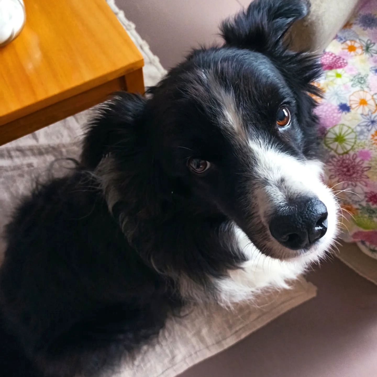 RegiaVet - veterinární klinika foto 5