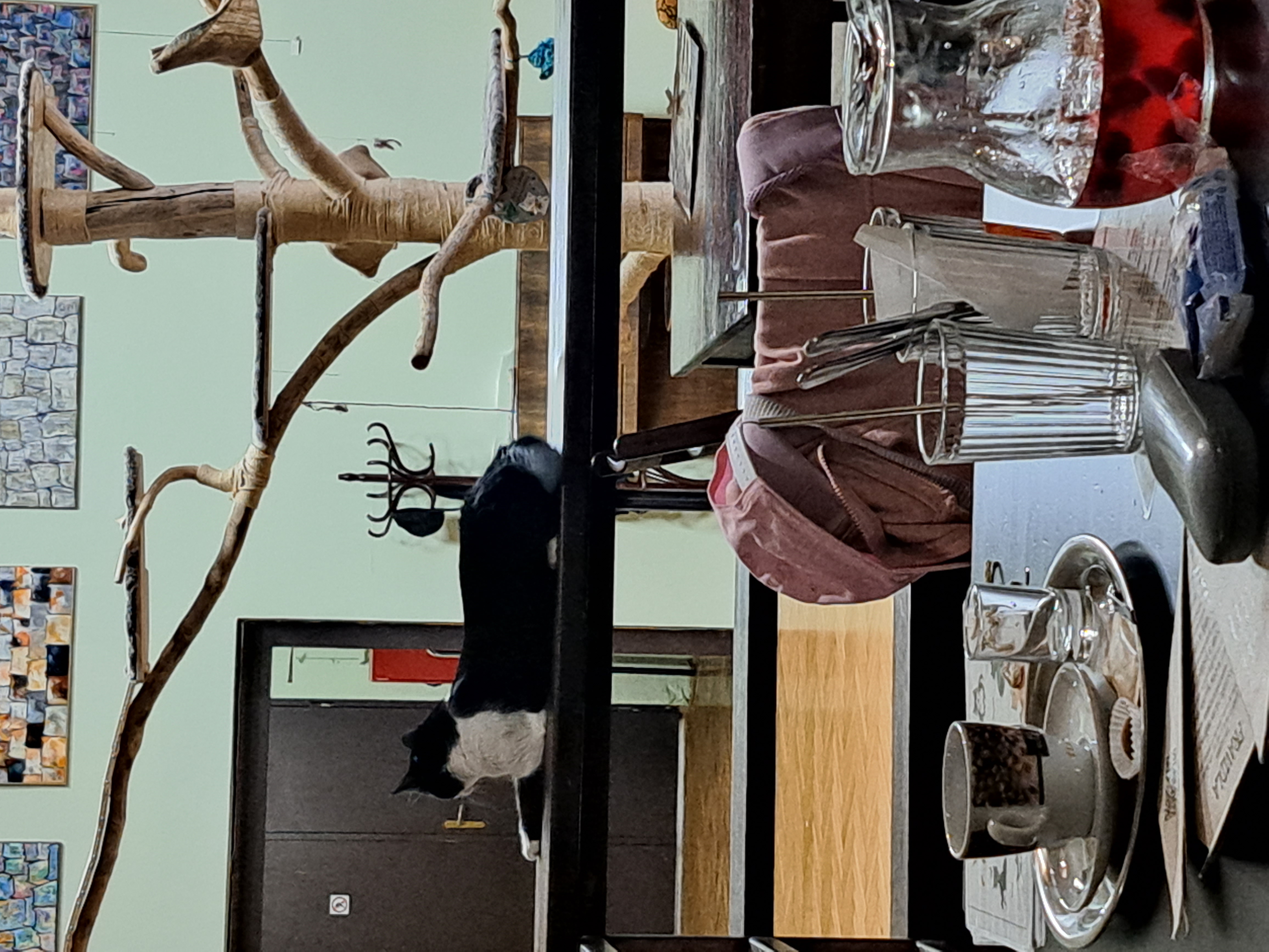 Kočkafé Schrödinger foto 5