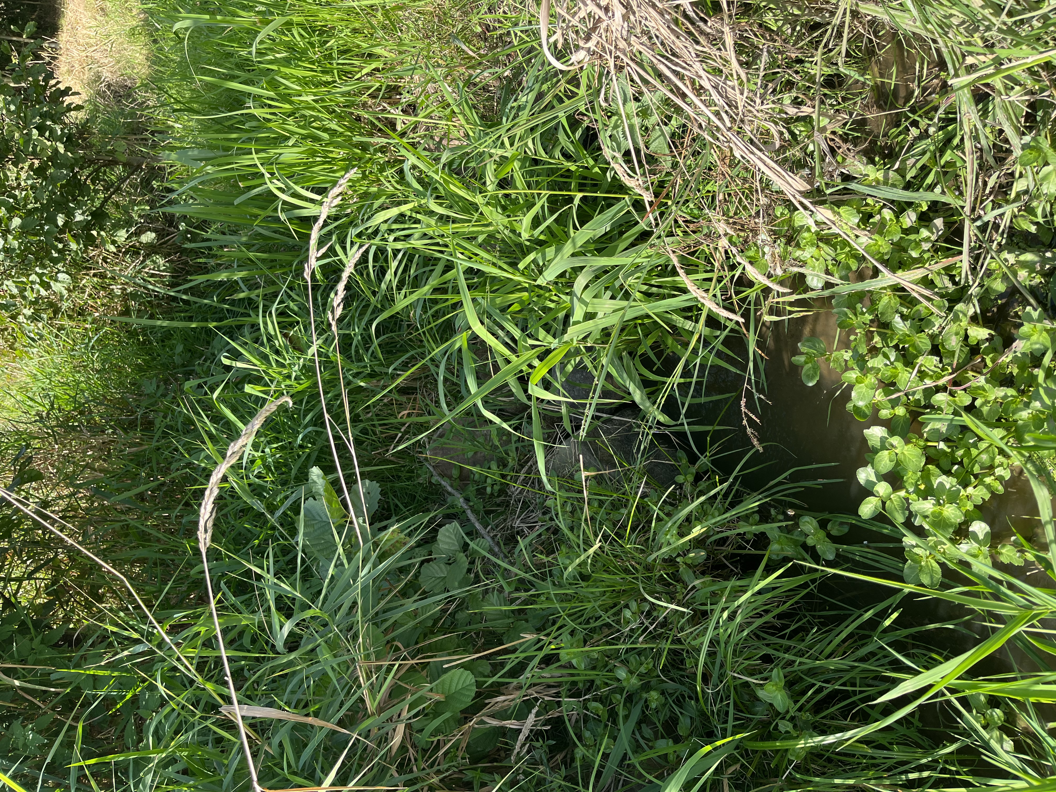 Bohemian Homes - Buddha foto 5