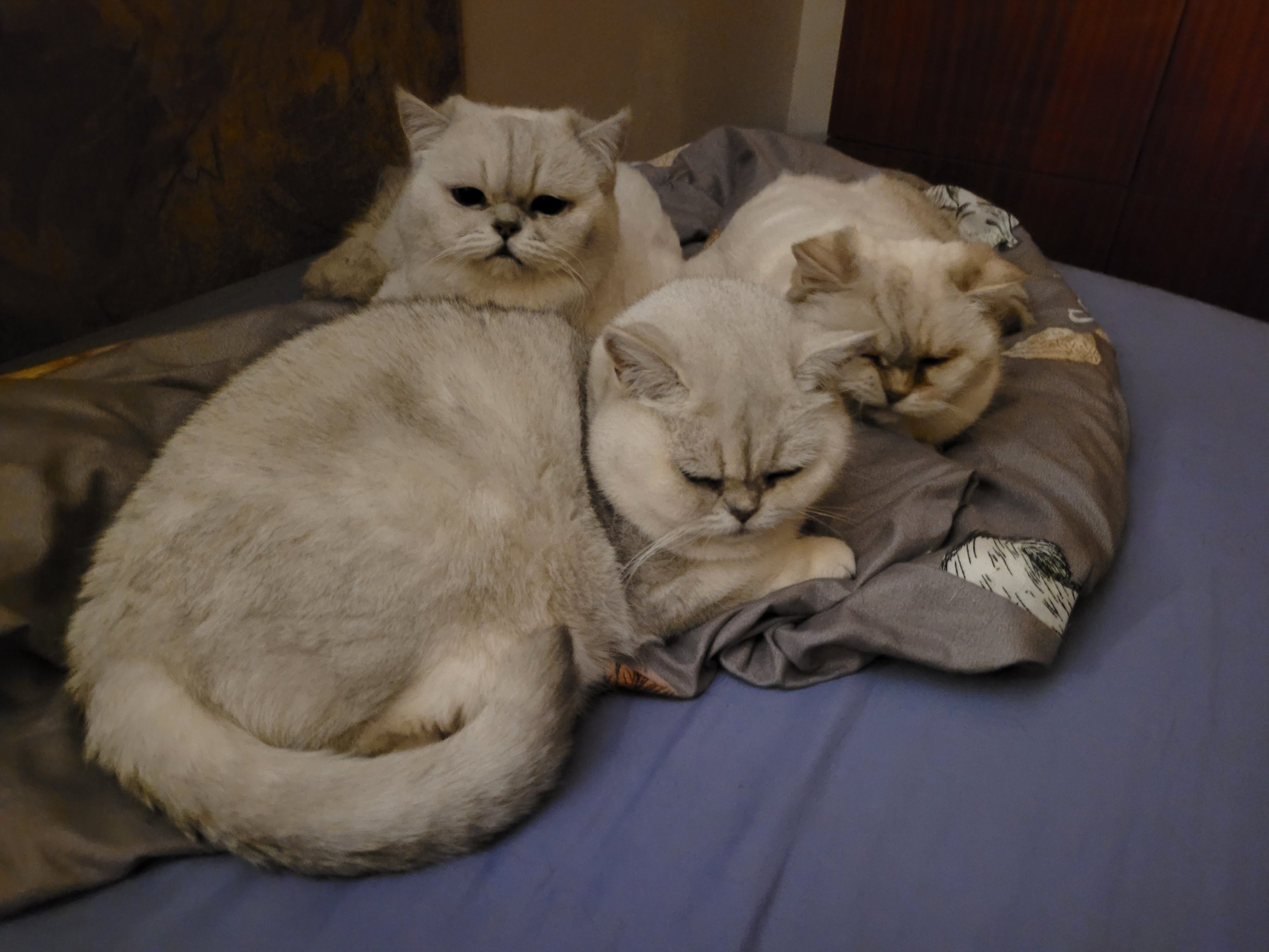 Lucka jede - veterinární výjezdovka foto 4