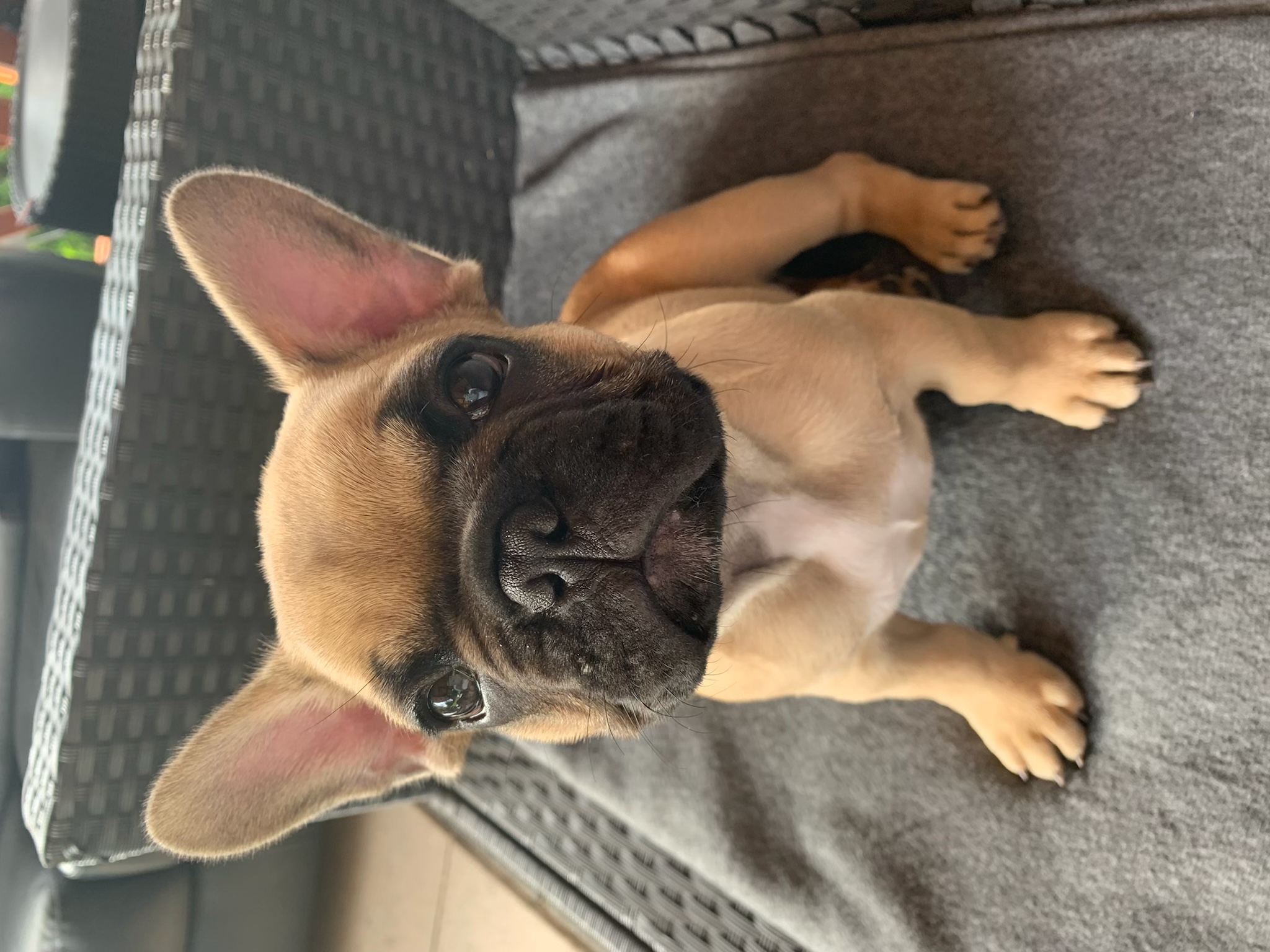 Zuzana Važanová - trenérka psů foto 6