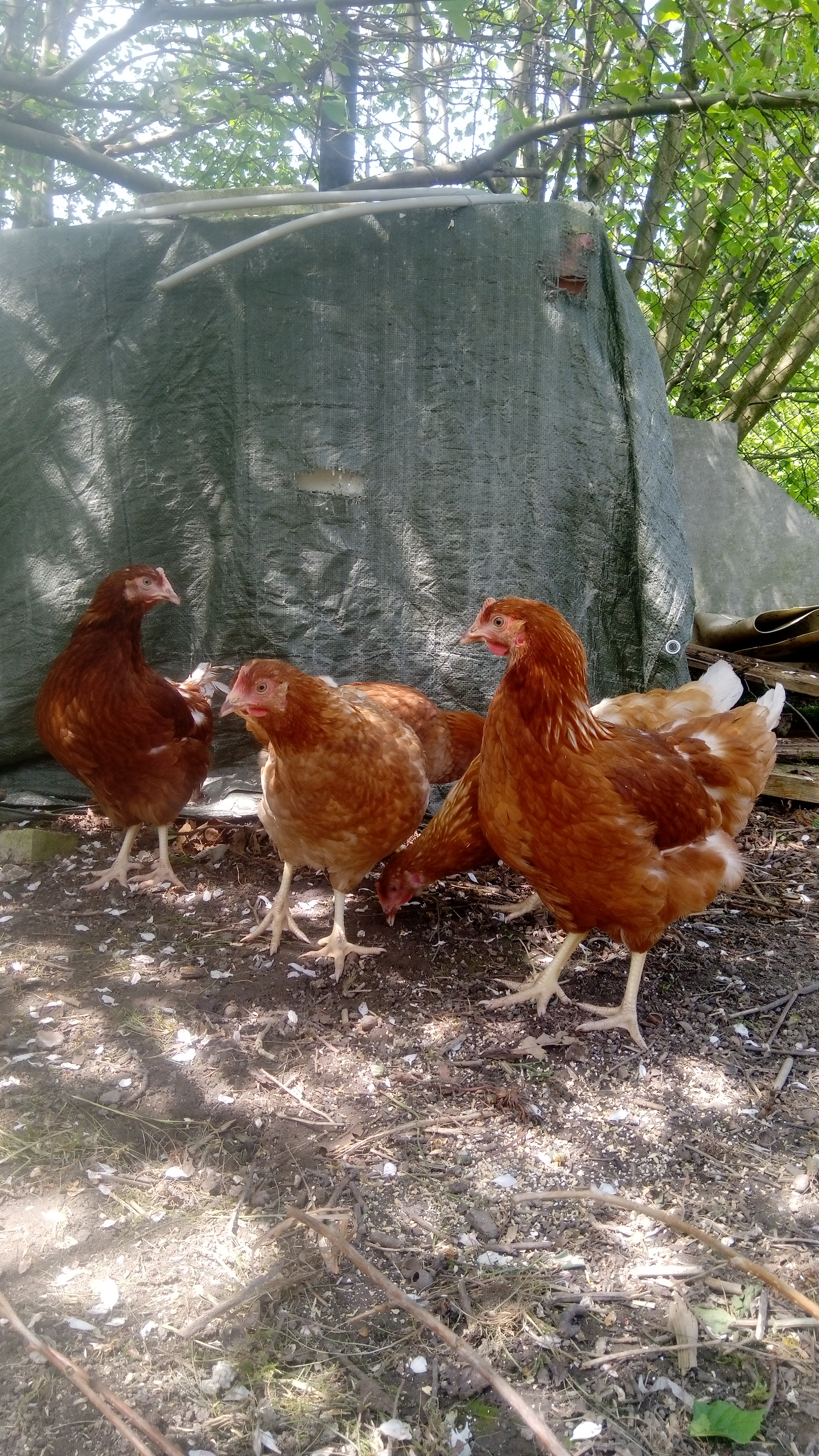 Farma Tůmovi - prodej drůbeže foto 4