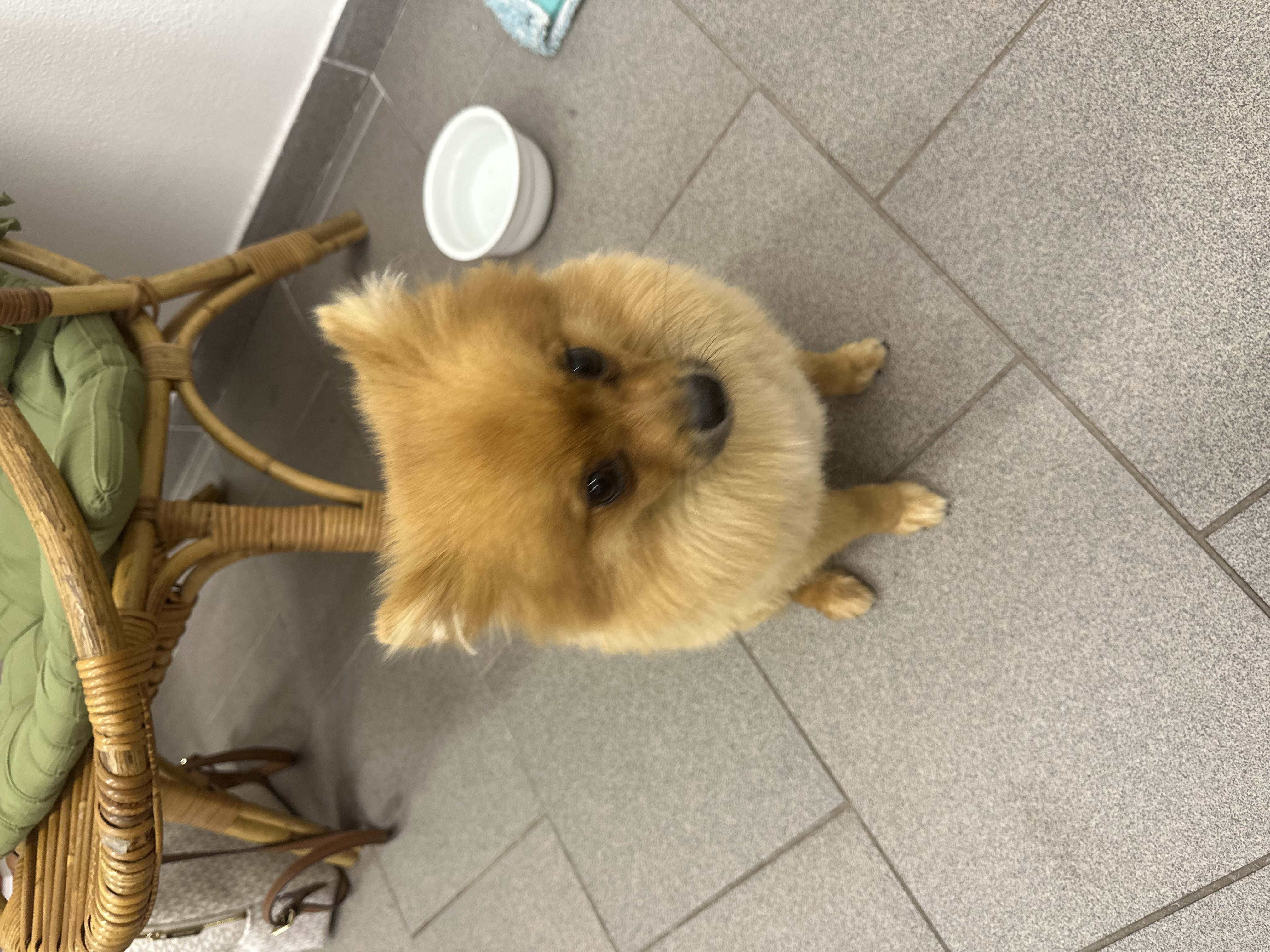 Psí salon HAF HAF - Krihová Jana foto 6