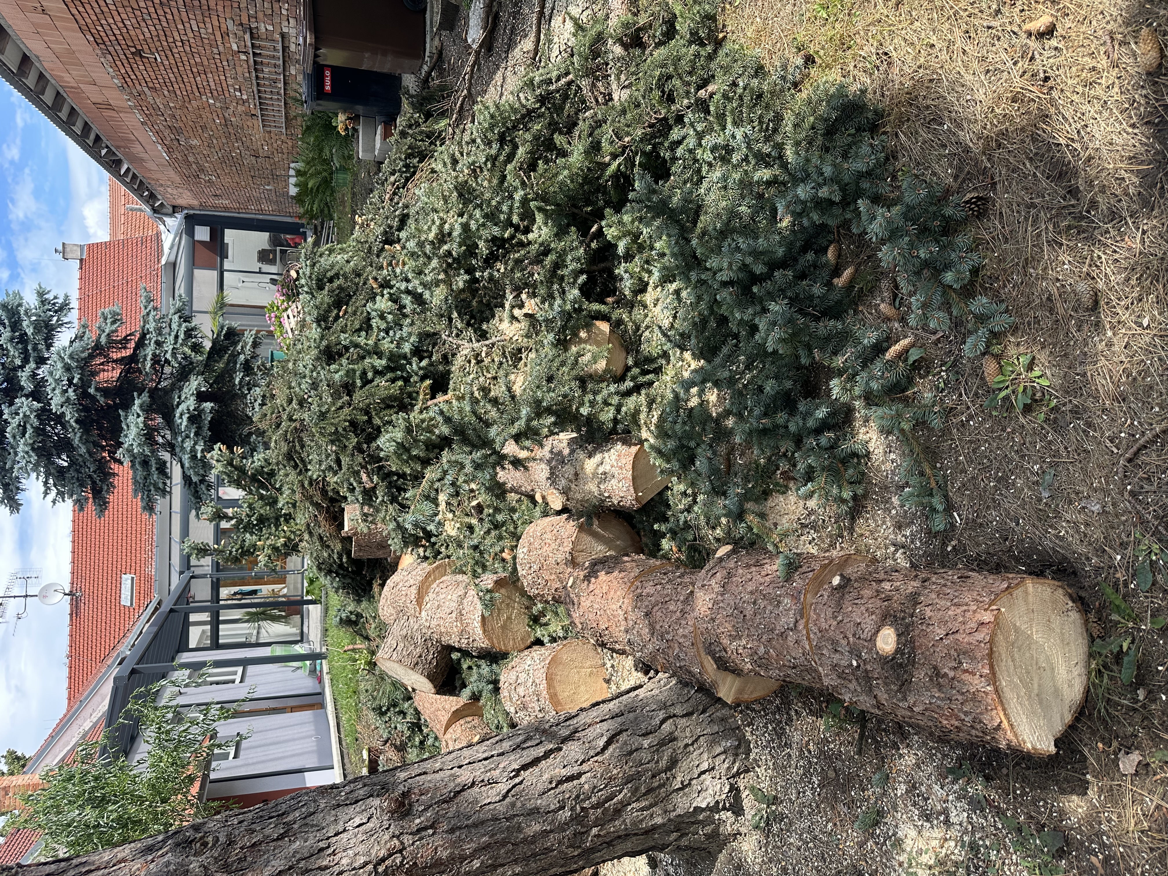 Kácení stromů Brno foto 3